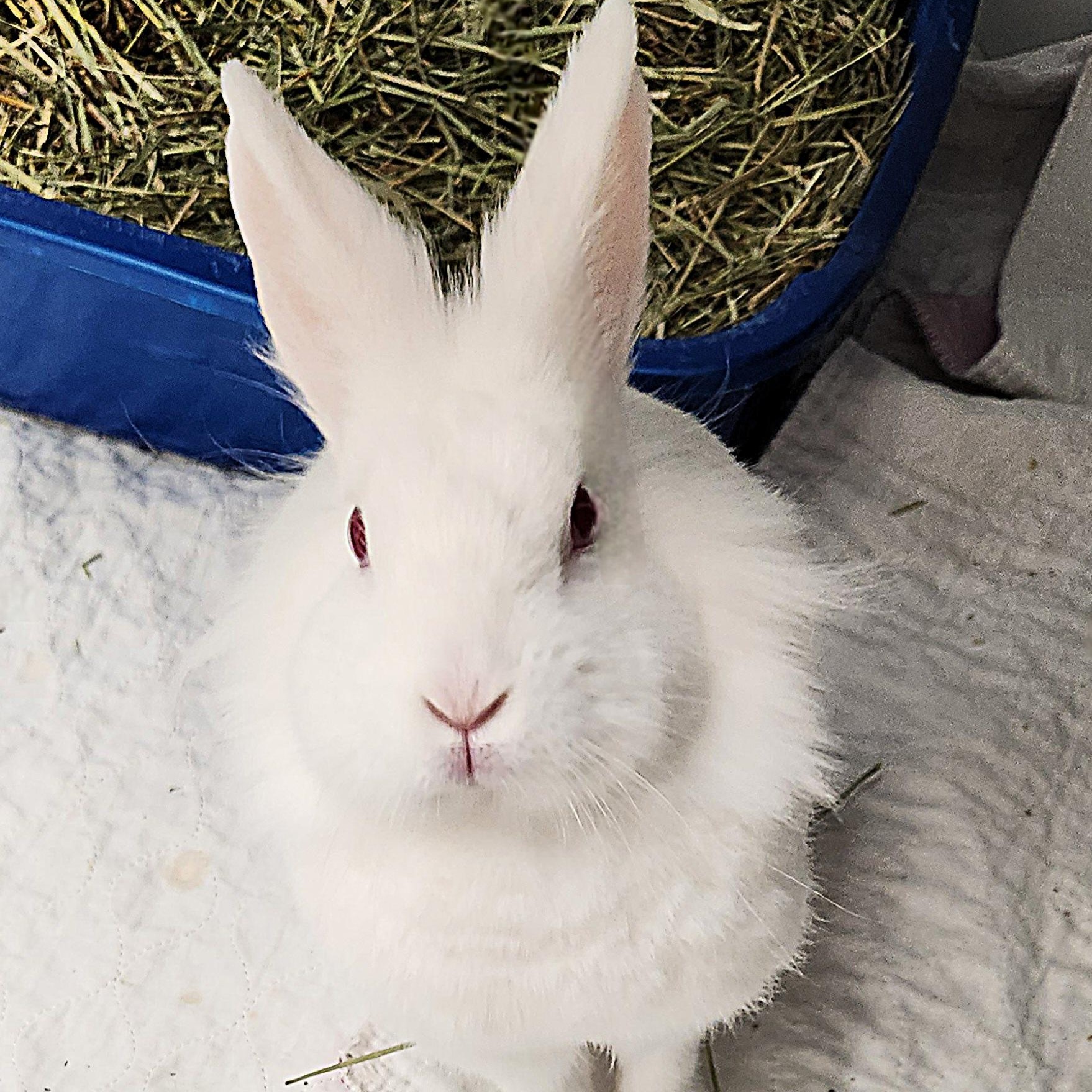 Enlarge Snowbell, a ADOPTABLE Lionhead in Medfield, MA image 1/2