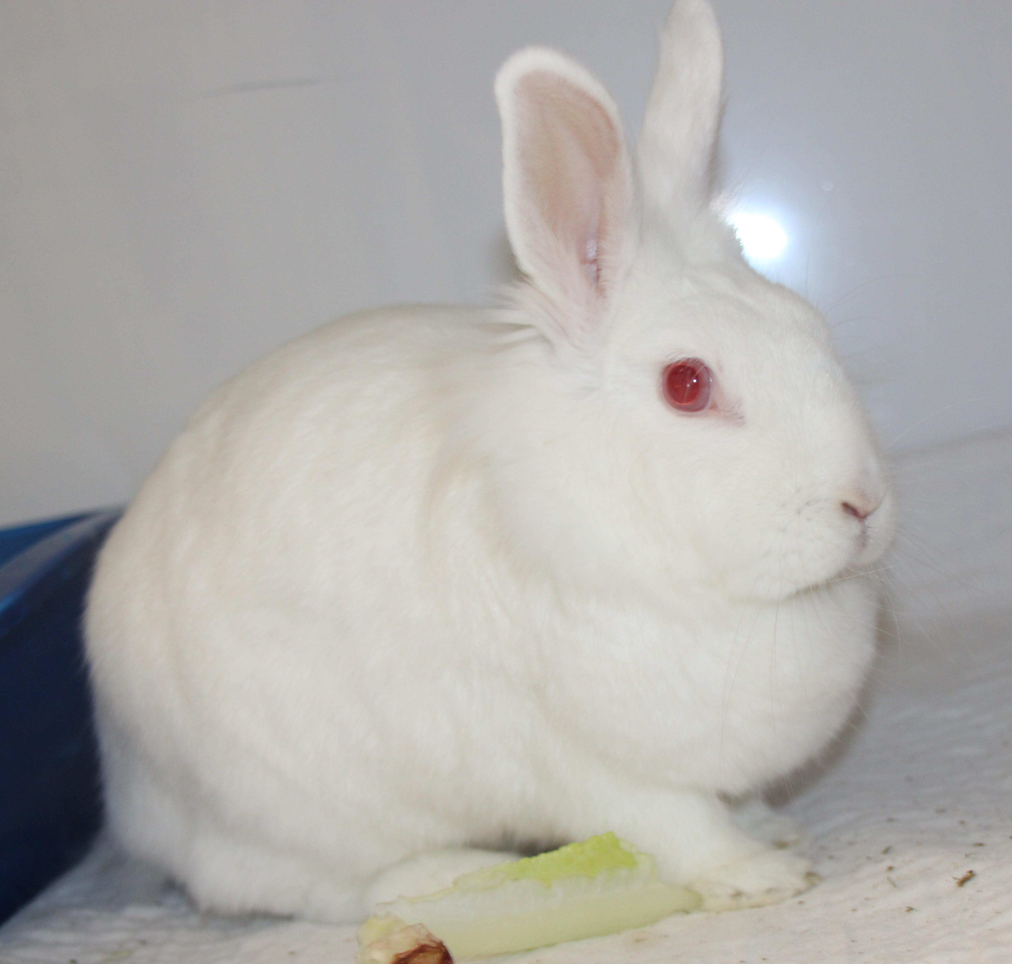 Enlarge Snowbell, a ADOPTABLE Lionhead in Medfield, MA image 2/2