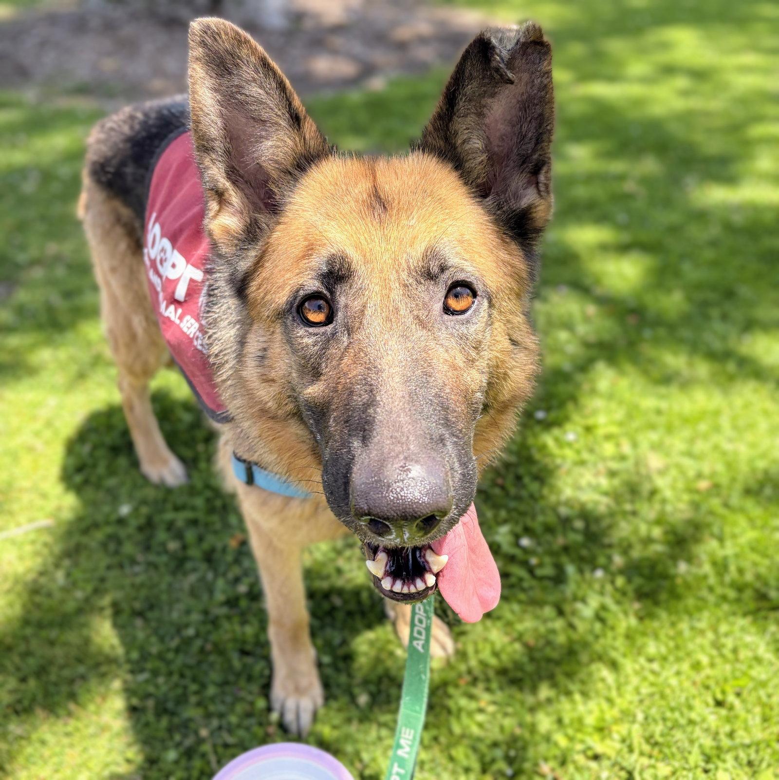 Elsinore, Adoptable, Adult Female German Shepherd Dog.