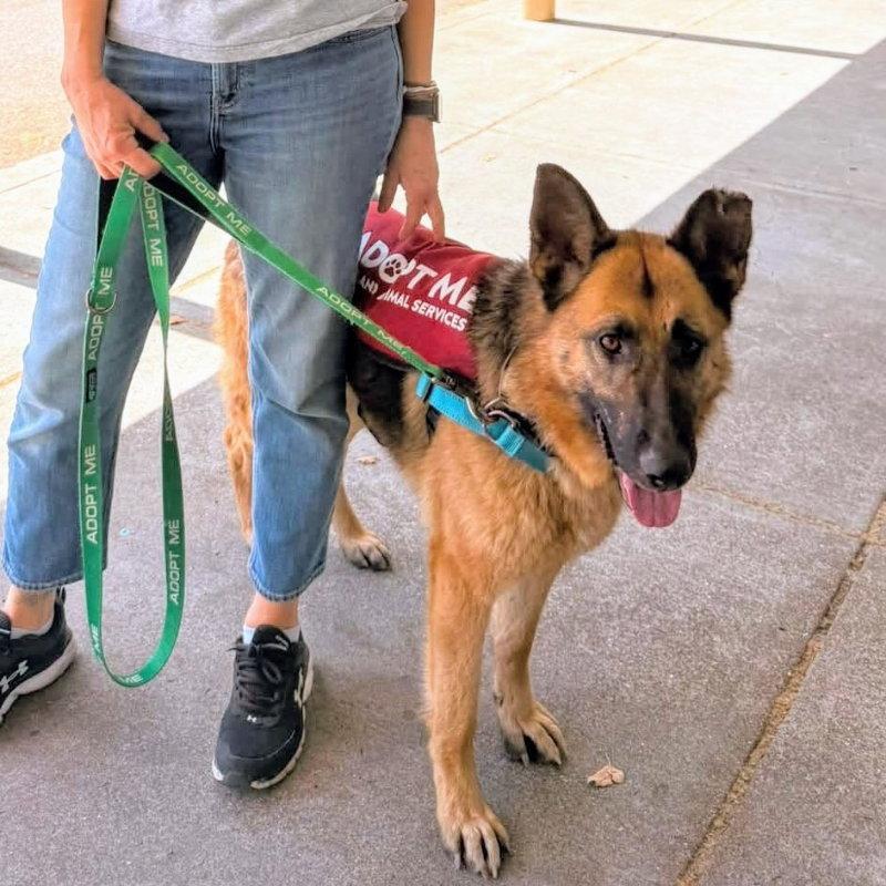 Elsinore, a Adoptable German Shepherd Dog in Oakland, CA image 2/3