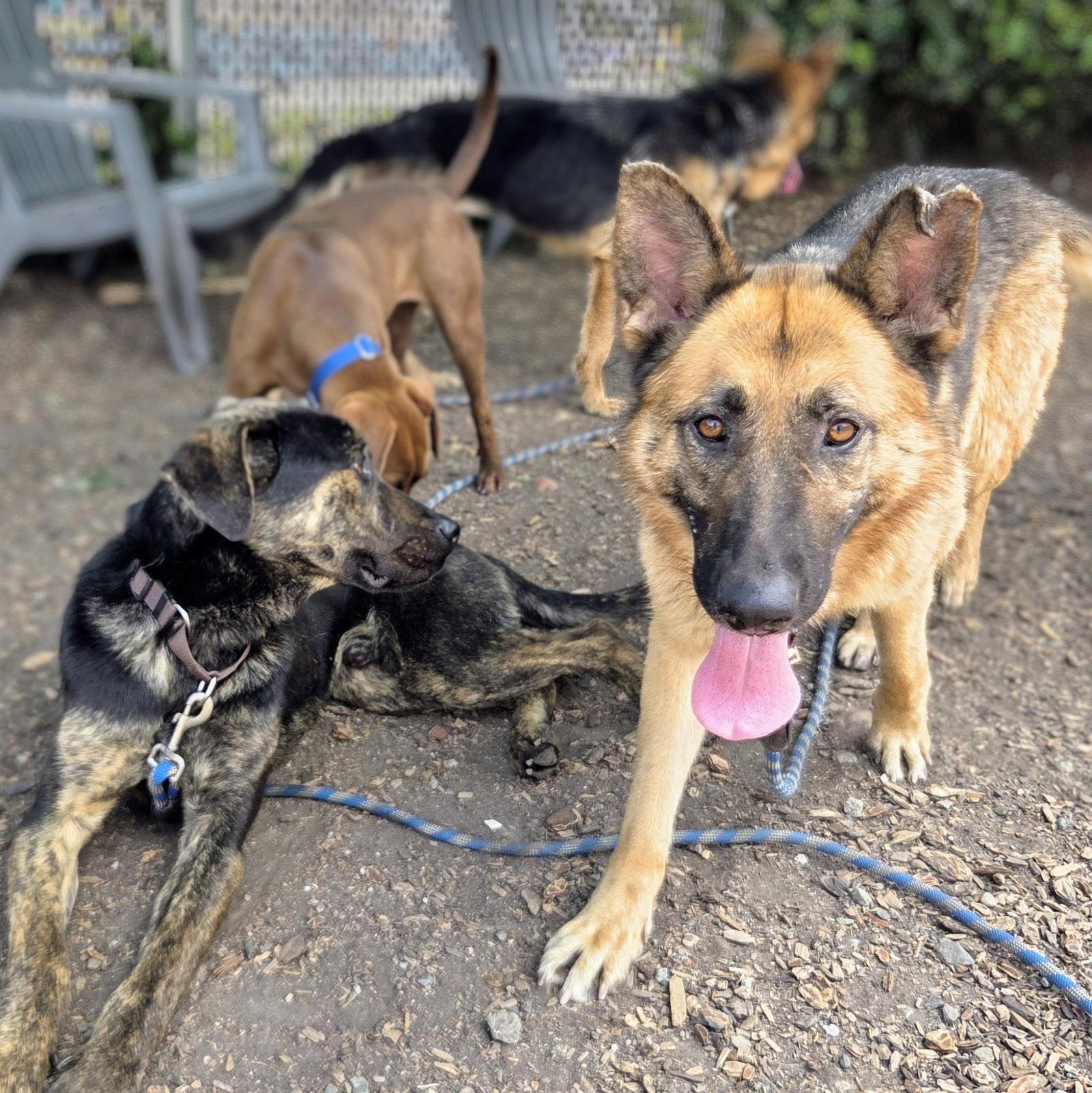 Elsinore, a Adoptable German Shepherd Dog in Oakland, CA image 3/3
