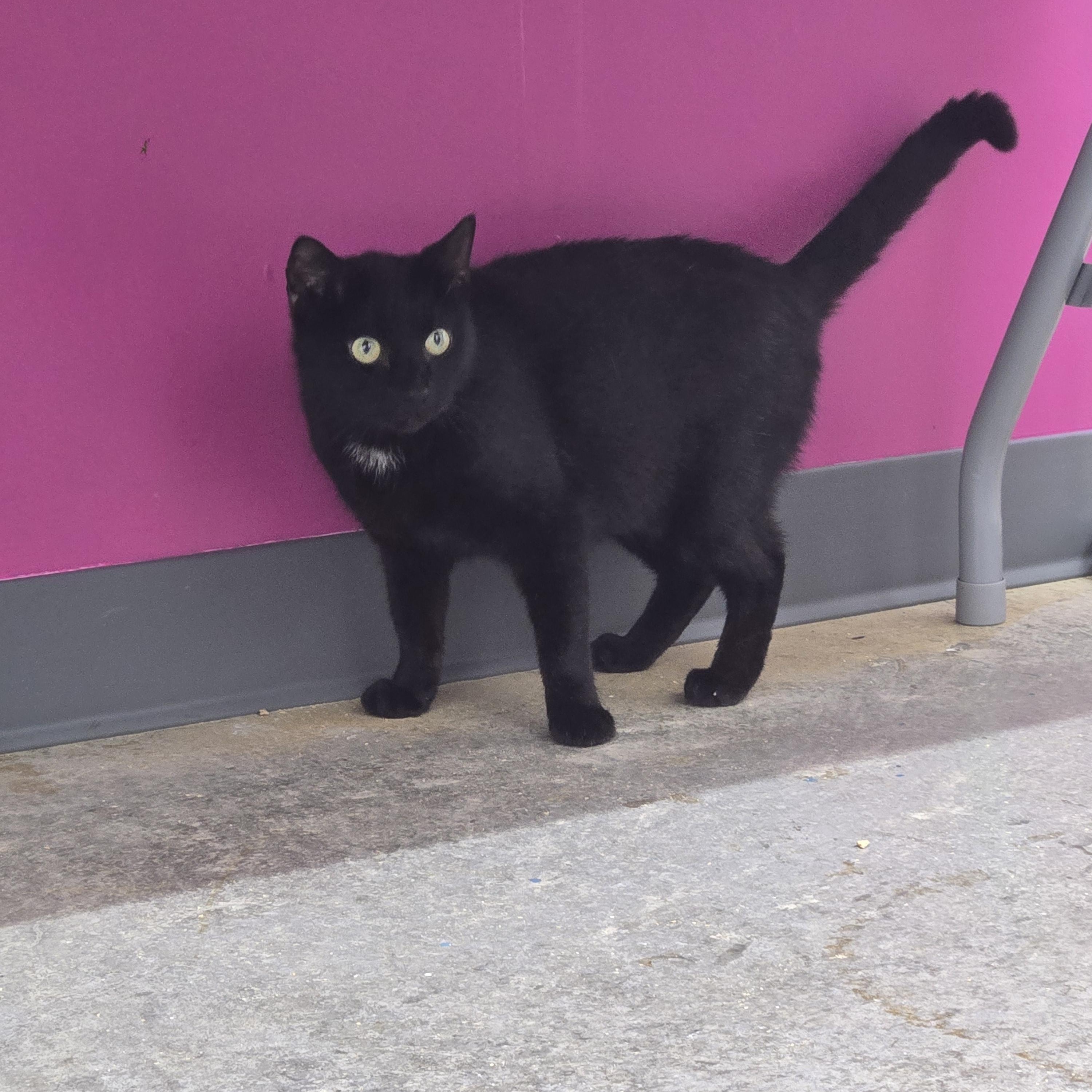 Kinsley, a Adoptable Domestic Short Hair in Tyner, KY image 1/2