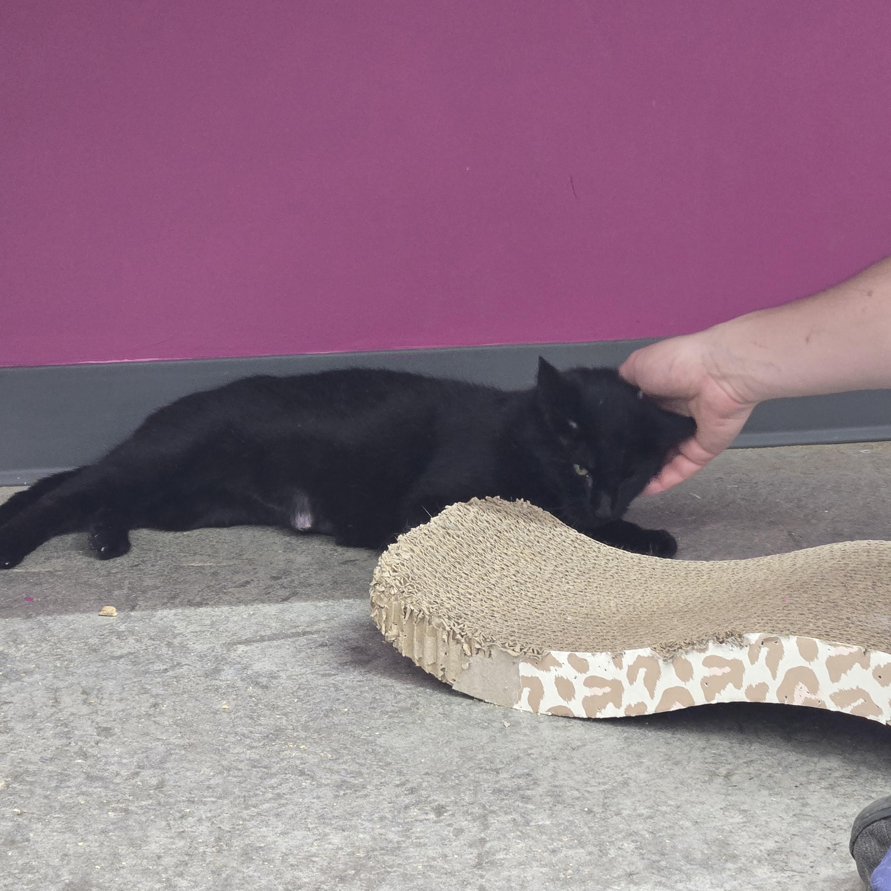 Kinsley, a Adoptable Domestic Short Hair in Tyner, KY image 2/2