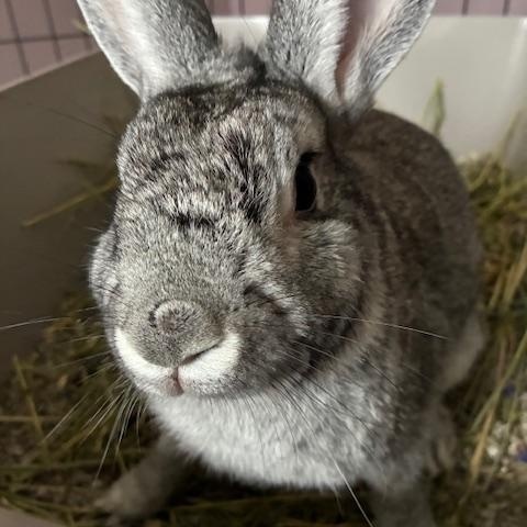 Enlarge Chuck, an adopted mixed breed in Utica, NY image 2/5