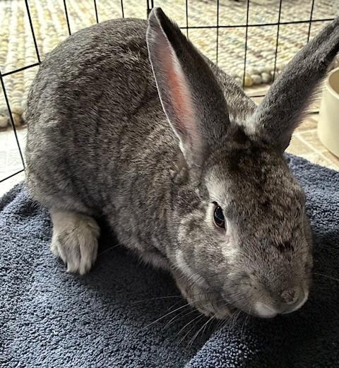 Enlarge Chuck, an adopted mixed breed in Utica, NY image 3/5