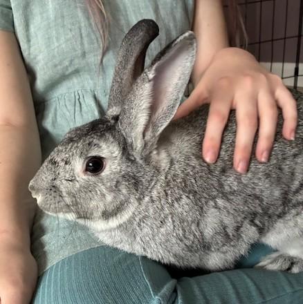 Chuck, adopted, Adult Male Bunny Rabbit.
