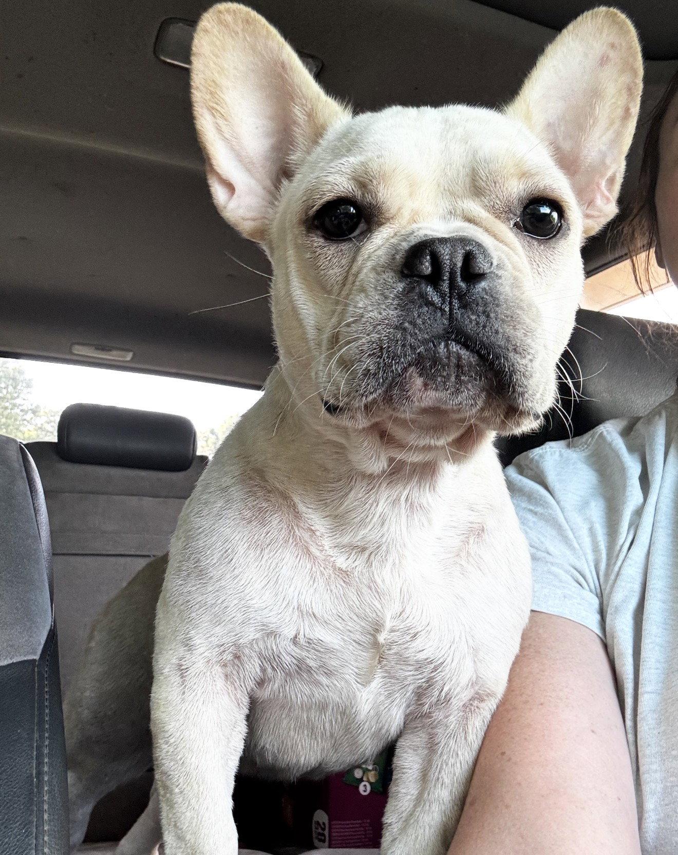 Enlarge Lola, a Adopted French Bulldog in Grand Bay, AL image 1/1