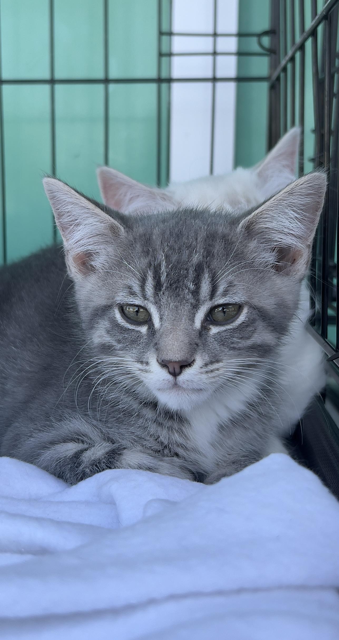 Tiger, Adoptable, Kitten Male Egyptian Mau.
