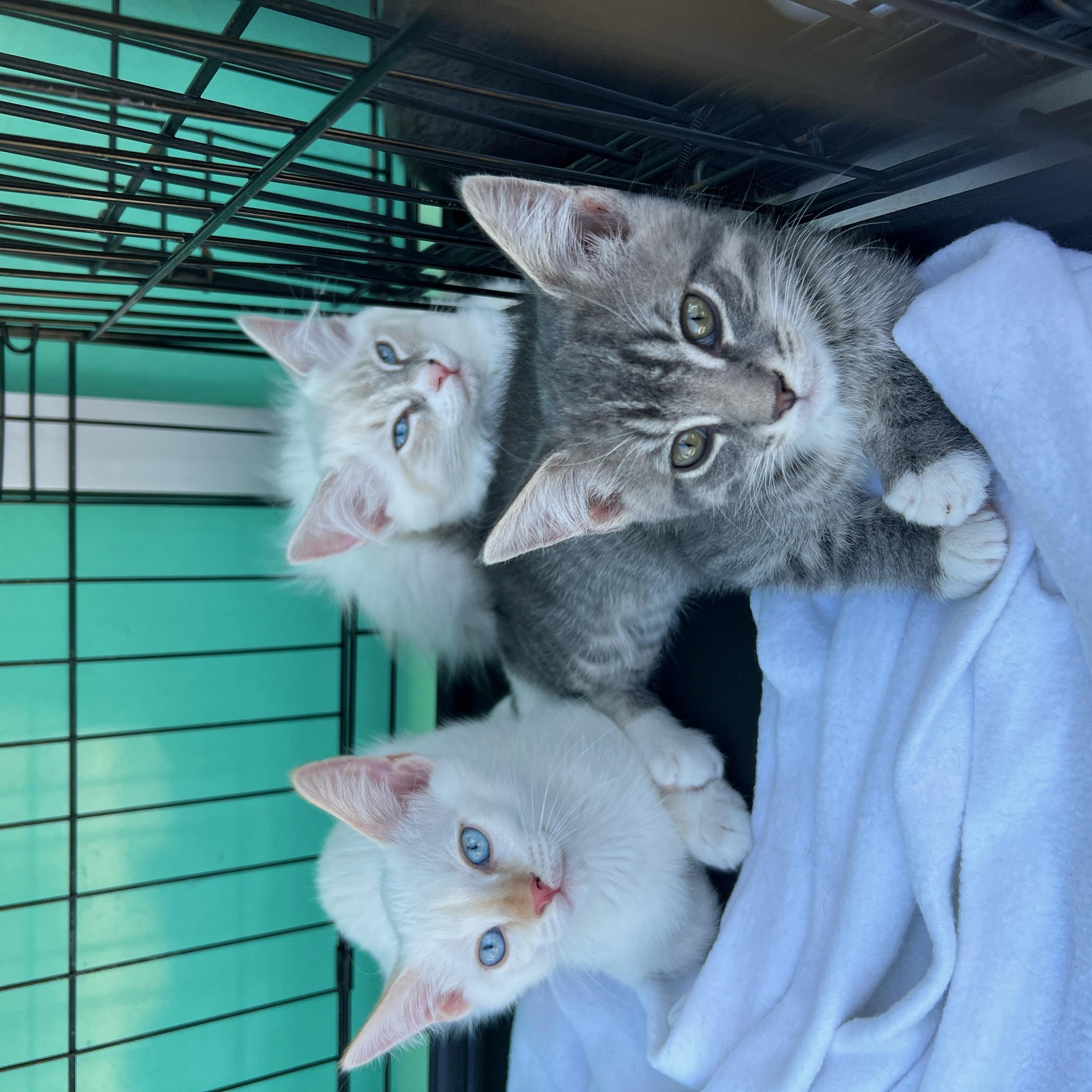 Tiger, a Adoptable Egyptian Mau image 2/4