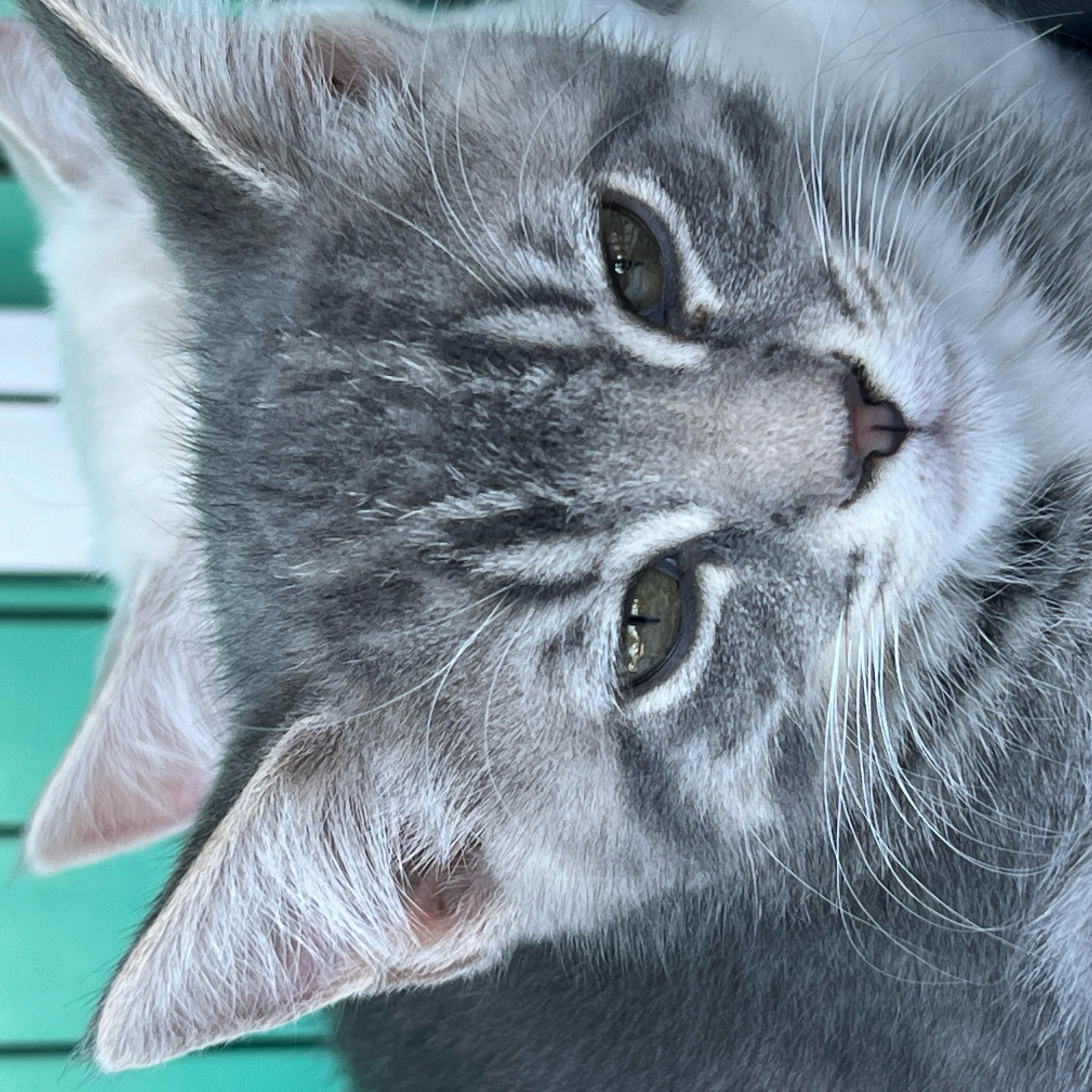 Tiger, a Adoptable Egyptian Mau image 3/4