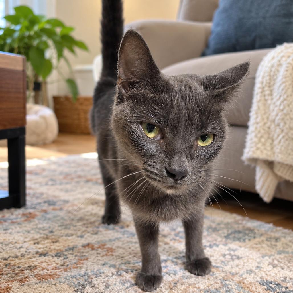 Enlarge Fran, a Adoptable Domestic Short Hair in Traverse City, MI image 2/2