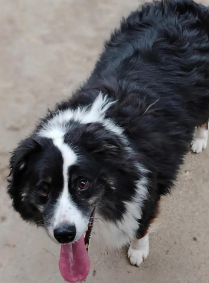 Ryder, Adoptable, Adult Male Australian Shepherd.