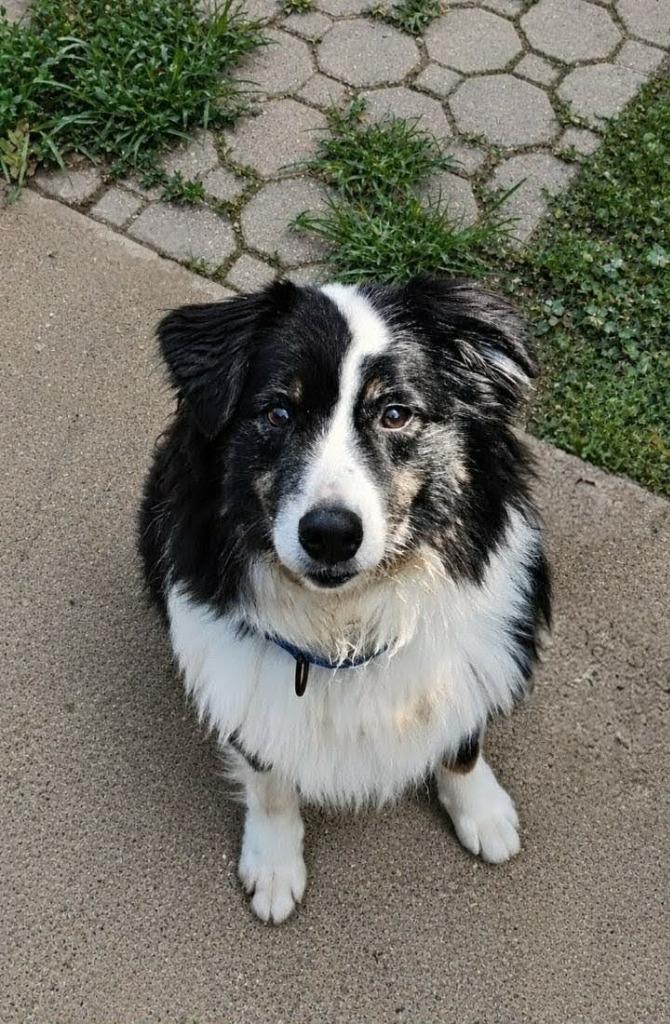 Enlarge Ryder, a Adoptable Australian Shepherd in Indianapolis, IN image 3/6