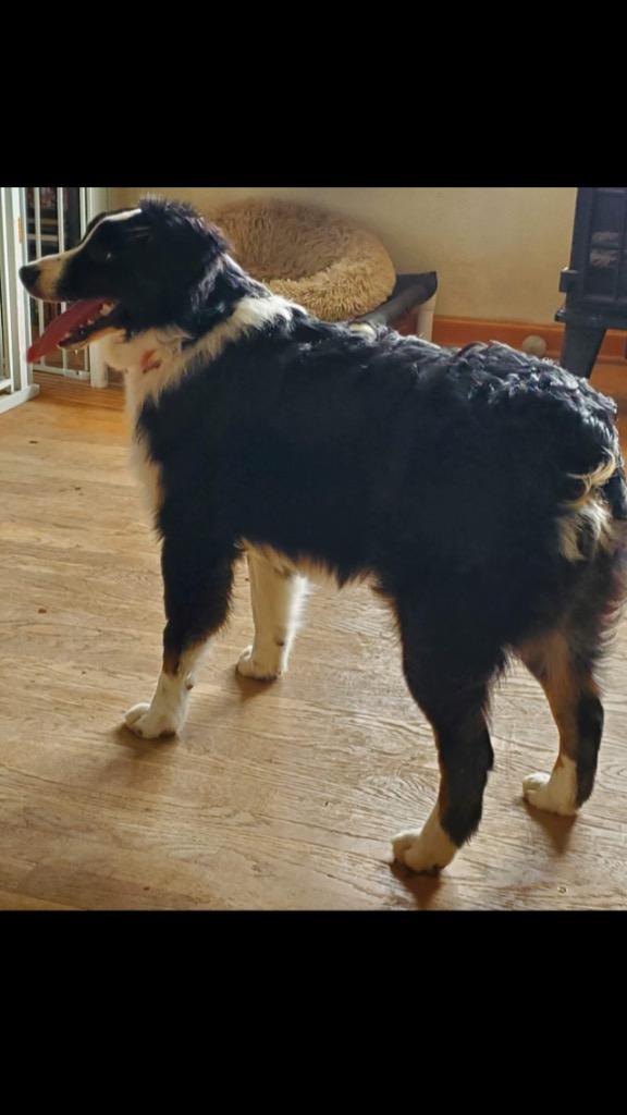 Enlarge Ryder, a Adoptable Australian Shepherd in Indianapolis, IN image 2/4