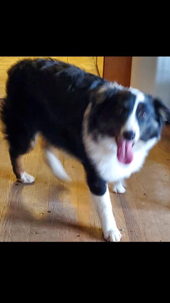 Enlarge Ryder, a Adoptable Australian Shepherd in Indianapolis, IN image 3/4