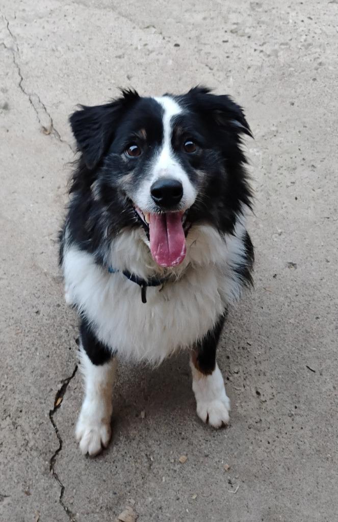 Ryder, a Adoptable Australian Shepherd in Indianapolis, IN image 3/5
