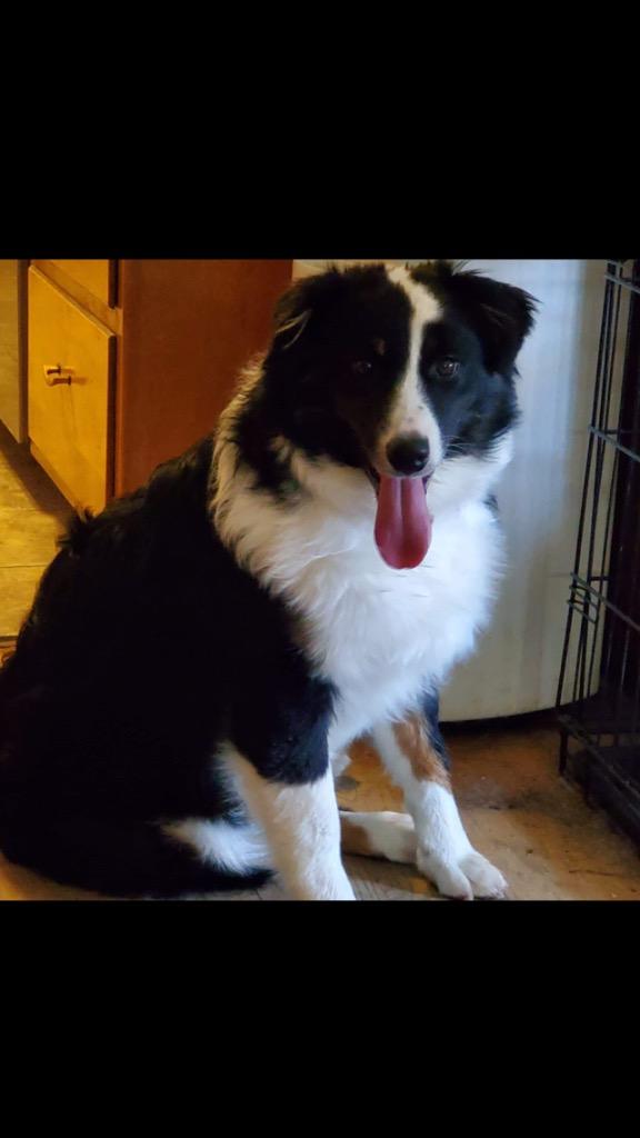 Enlarge Ryder, a Adoptable Australian Shepherd in Indianapolis, IN image 4/4