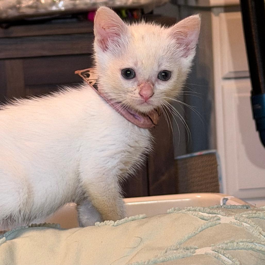 Queso, Adopted, Kitten Female Domestic Short Hair.