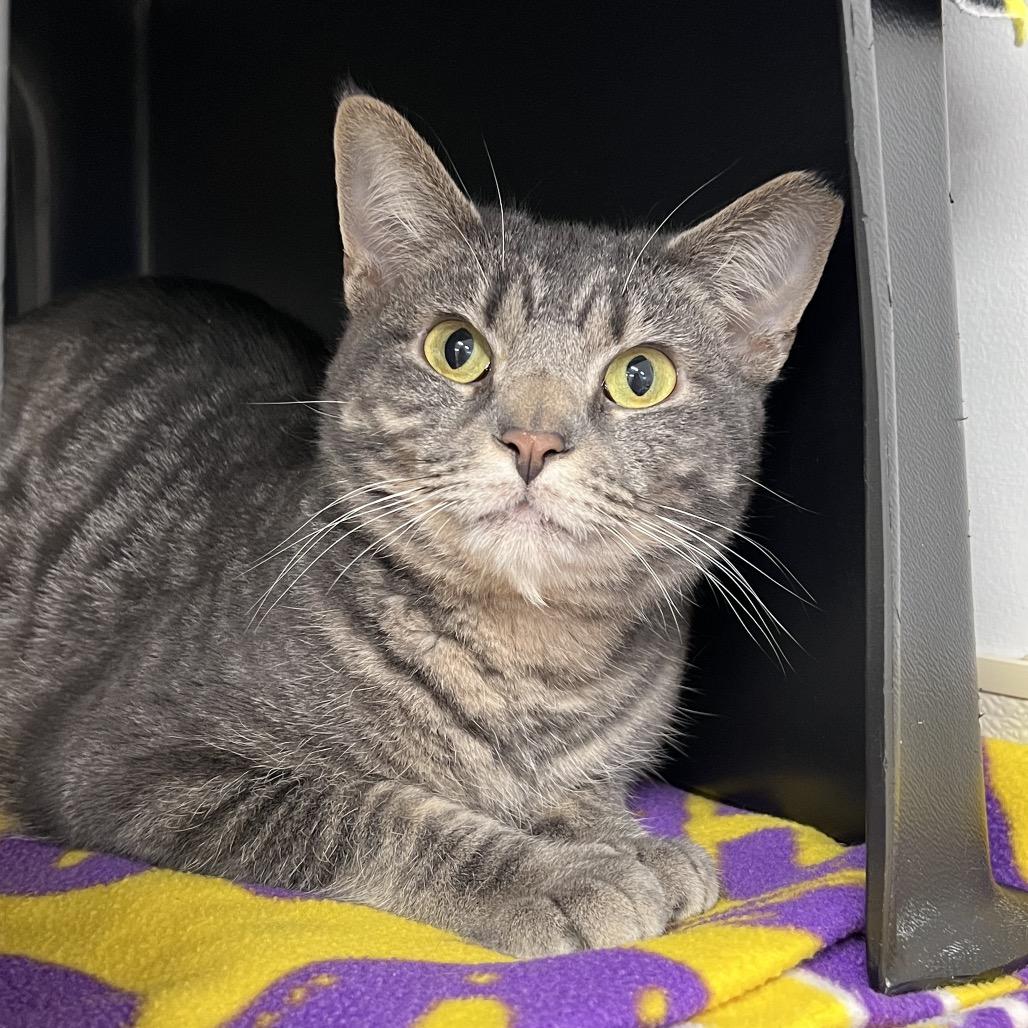 Baby Boy, Adoptable, Young Male Domestic Short Hair.
