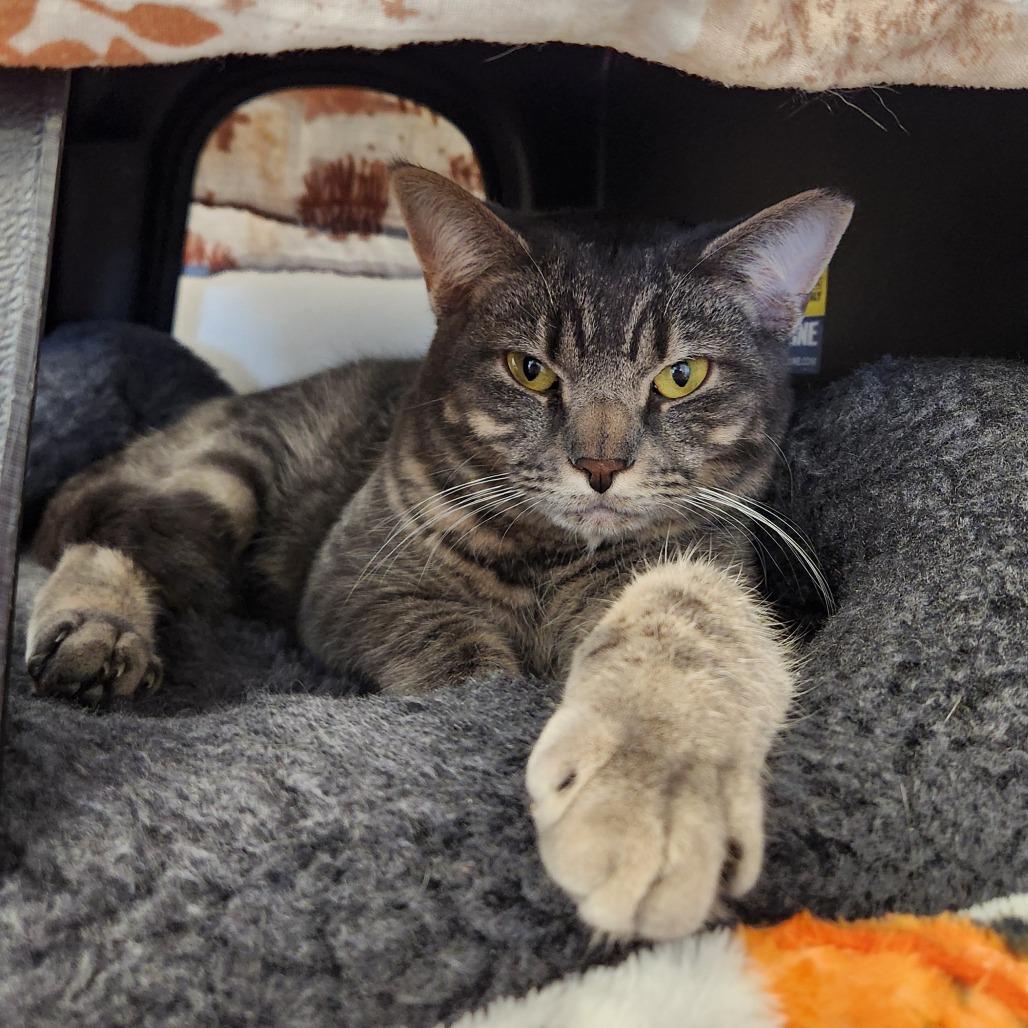 Baby Boy, Adoptable, Young Male Domestic Short Hair.