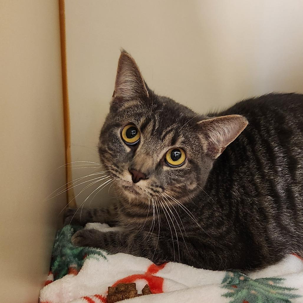 Enlarge Baby Boy, a Adoptable Domestic Short Hair in Delaware, OH image 1/3