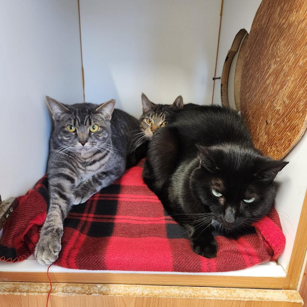 Enlarge Baby Boy, a Adoptable Domestic Short Hair in Delaware, OH image 2/3