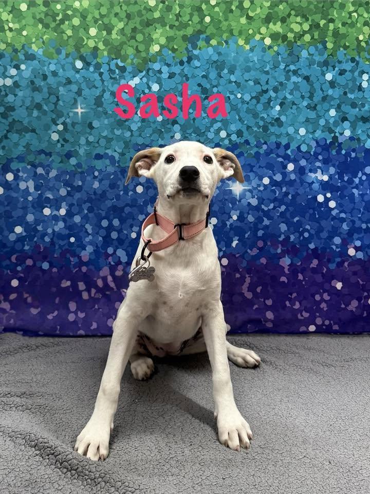 Enlarge Sasha, a Adoptable mixed breed in Albany, NY image 5/6