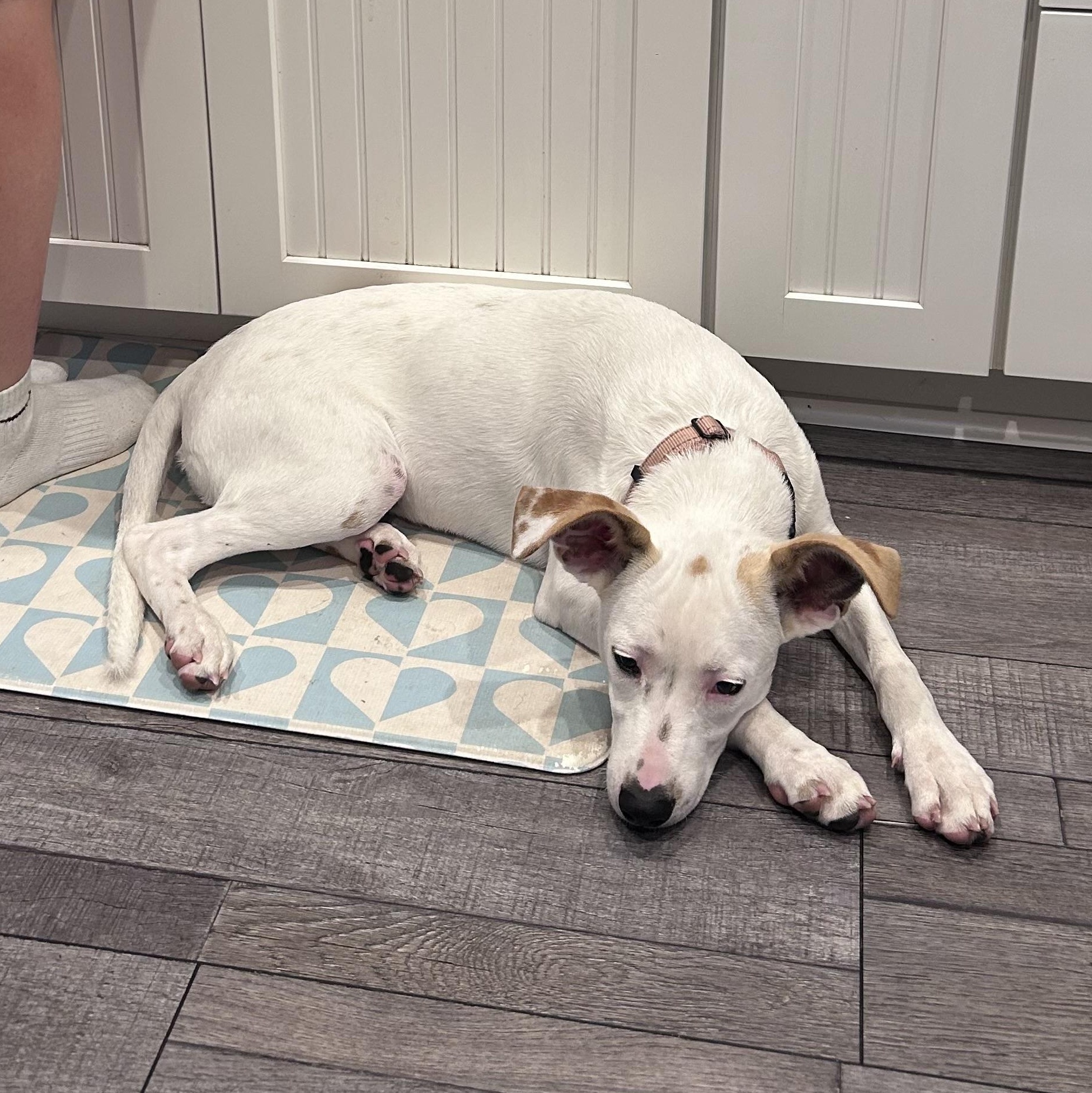 Enlarge Sasha, a Adoptable mixed breed in Albany, NY image 2/6