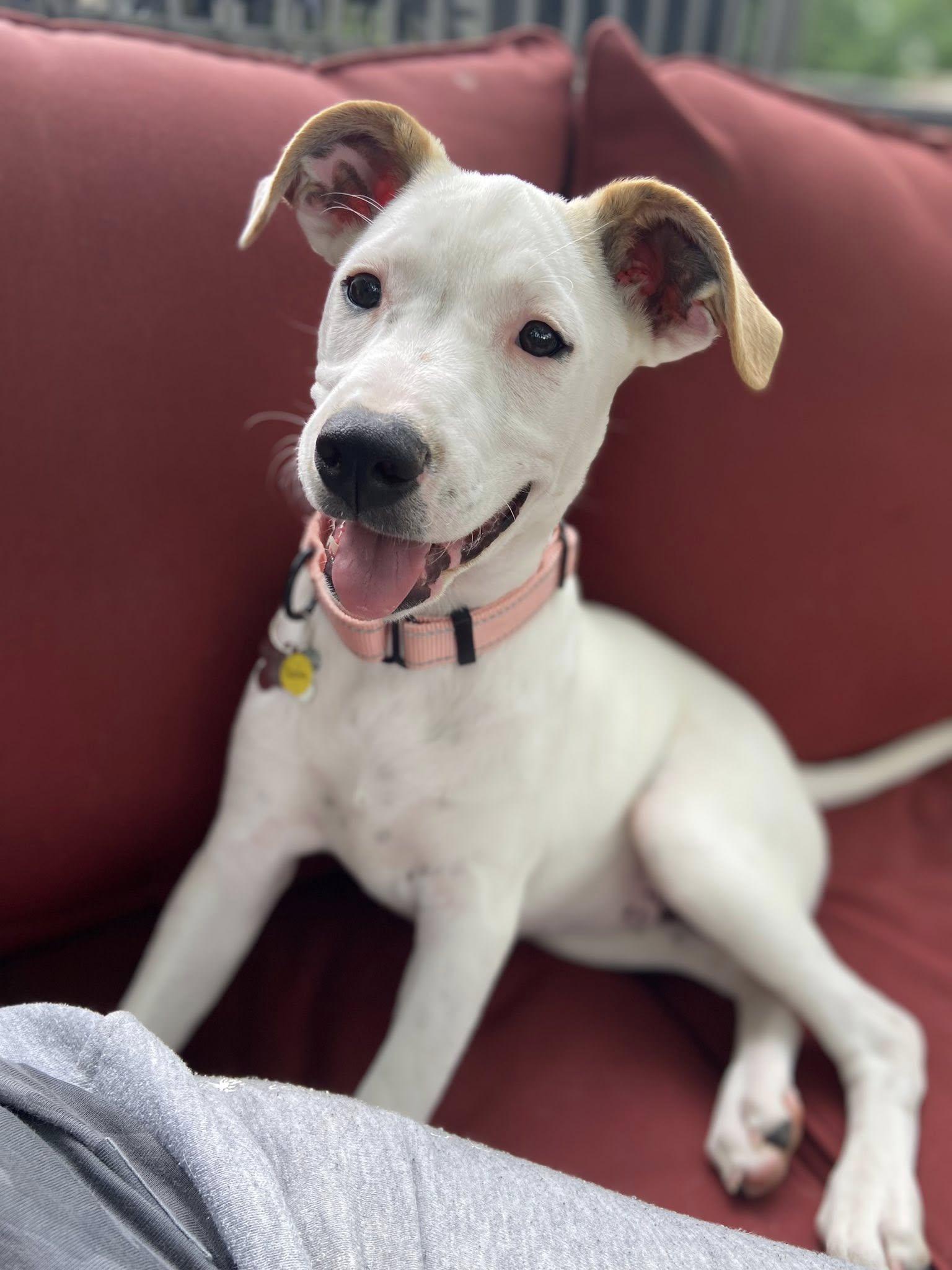 Enlarge Sasha, a Adoptable mixed breed in Albany, NY image 3/6