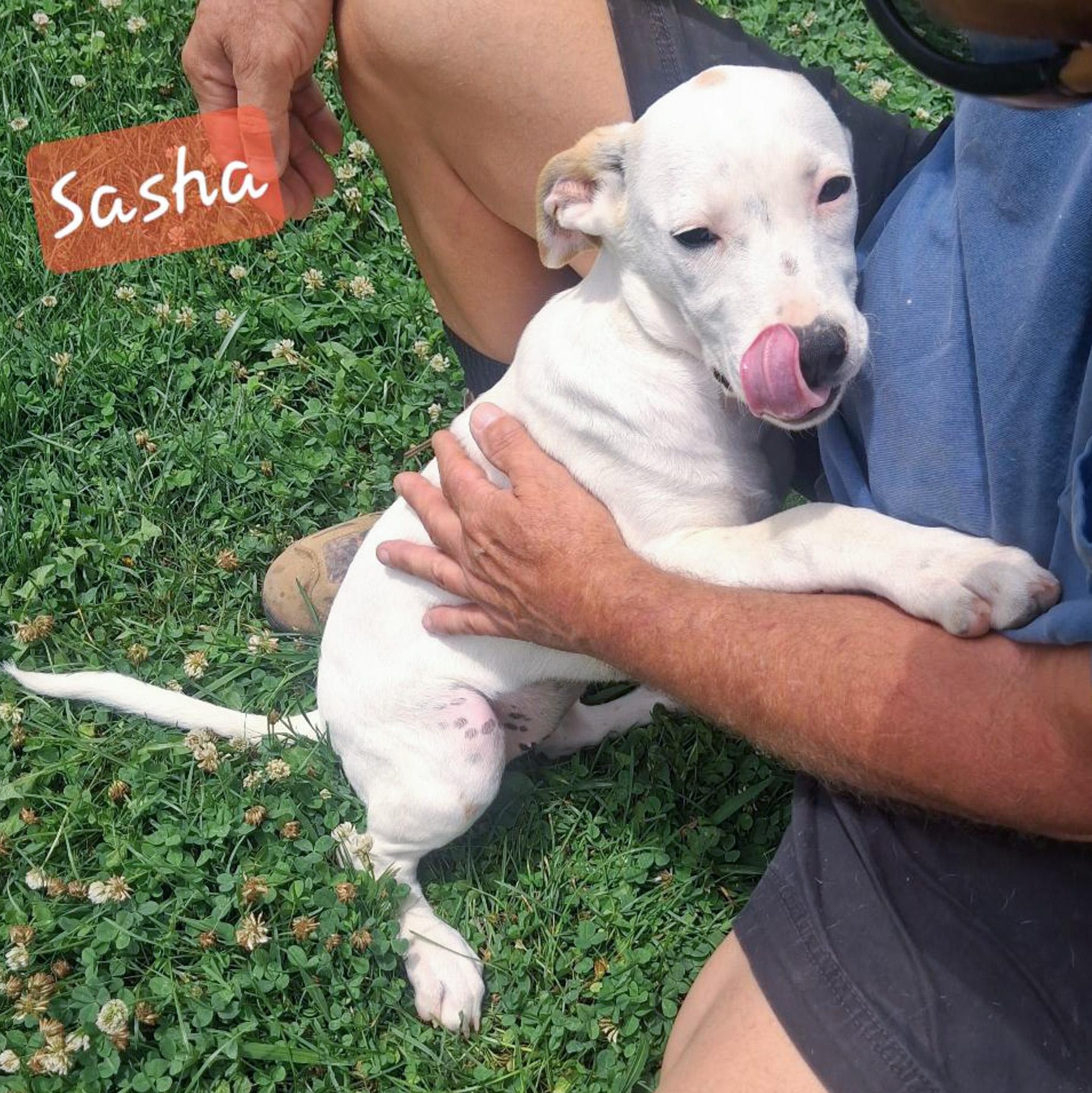 Enlarge Sasha, a Adoptable mixed breed in Albany, NY image 6/6