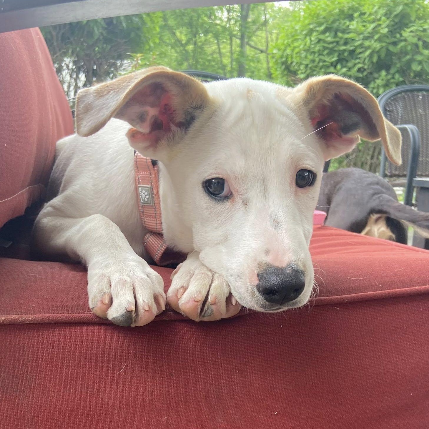 Enlarge Sasha, a Adoptable mixed breed in Albany, NY image 1/6