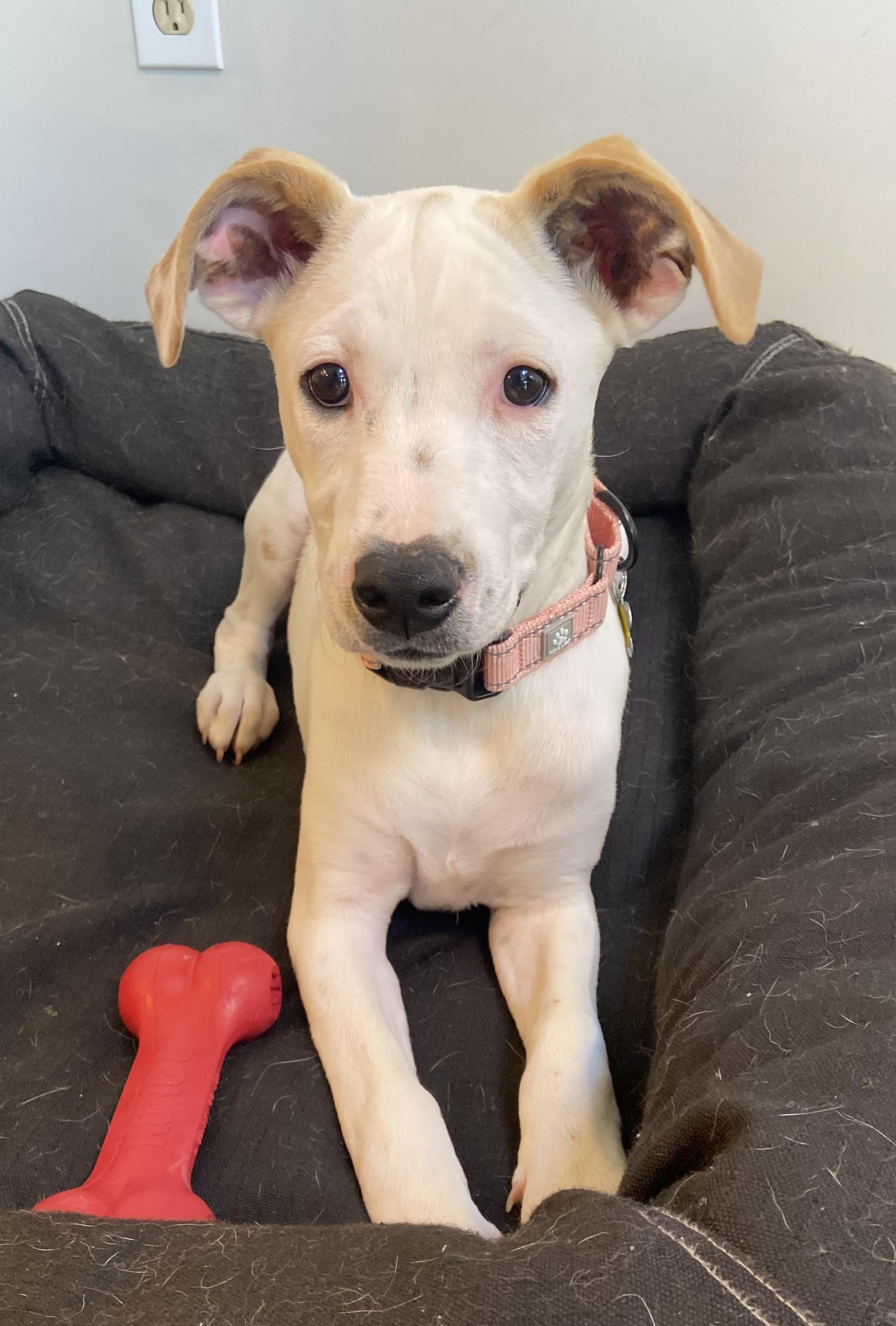 Enlarge Sasha, a Adoptable mixed breed in Albany, NY image 2/6