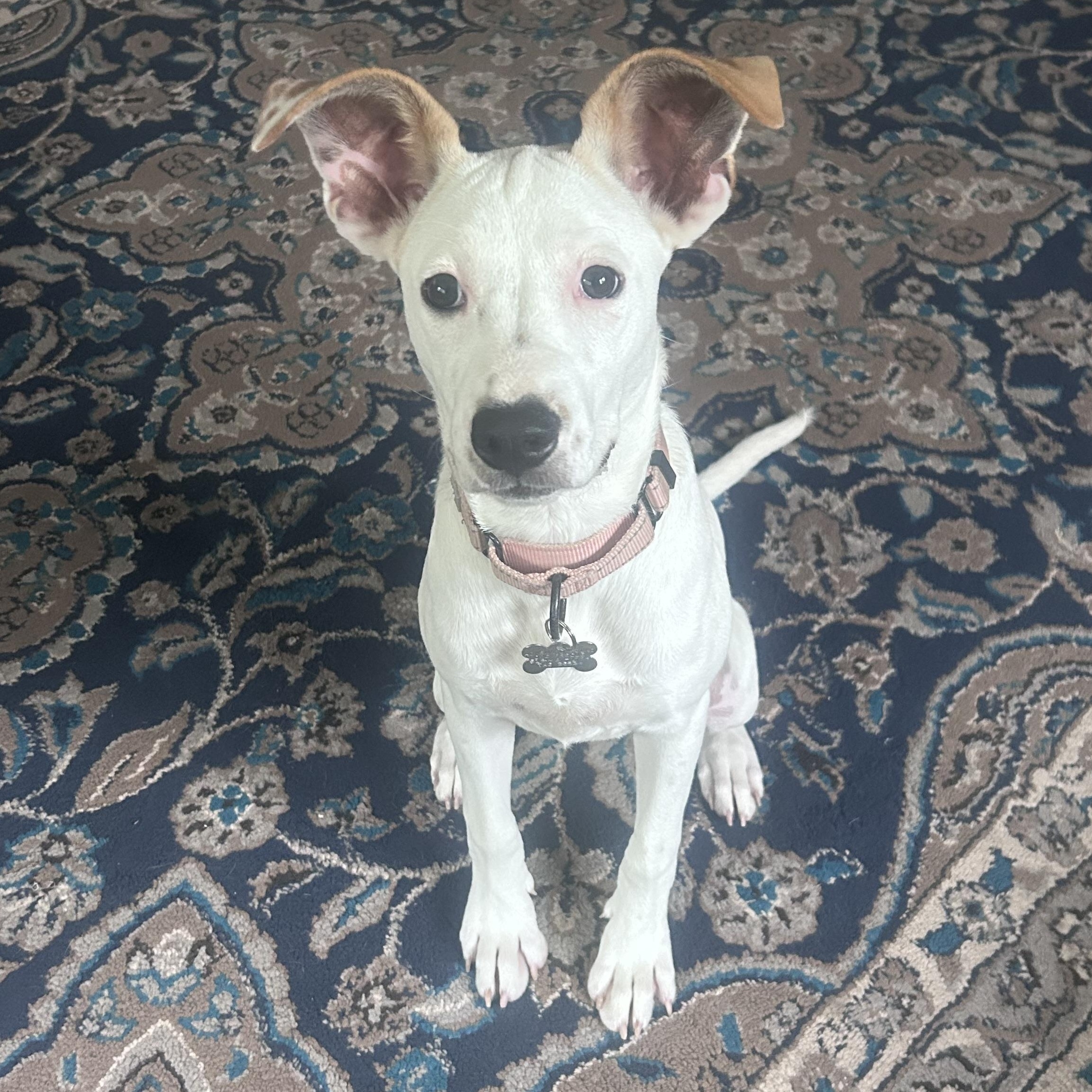 Sasha, Adoptable, Puppy Female Hound.