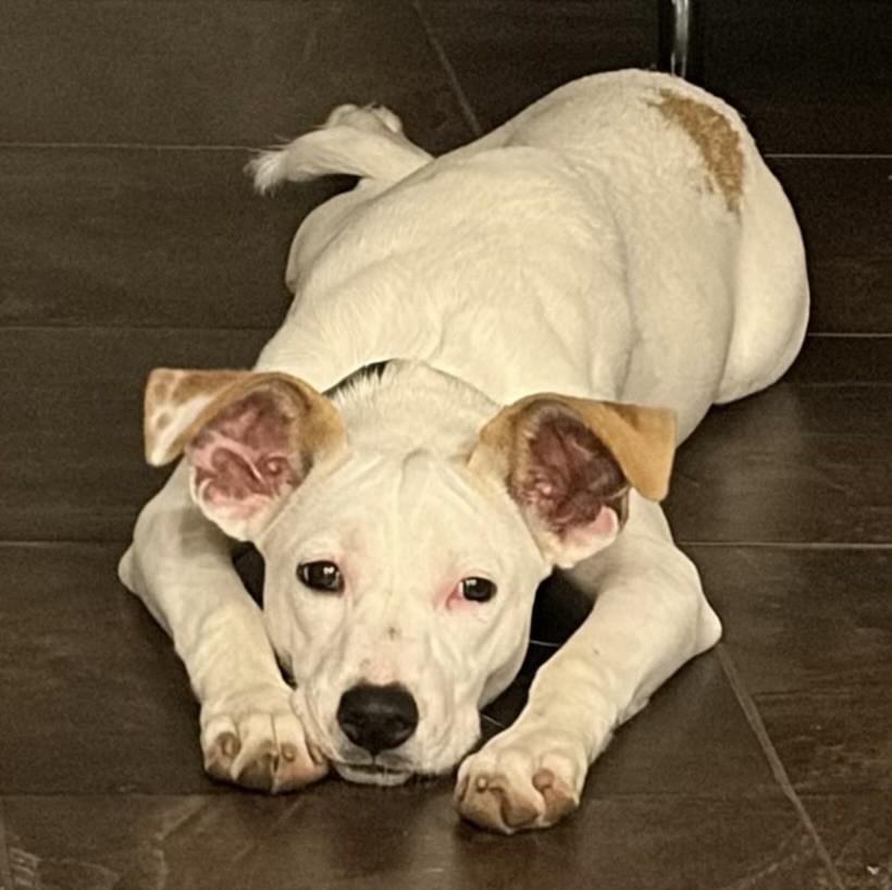 Sasha, Adoptable, Puppy Female Hound.