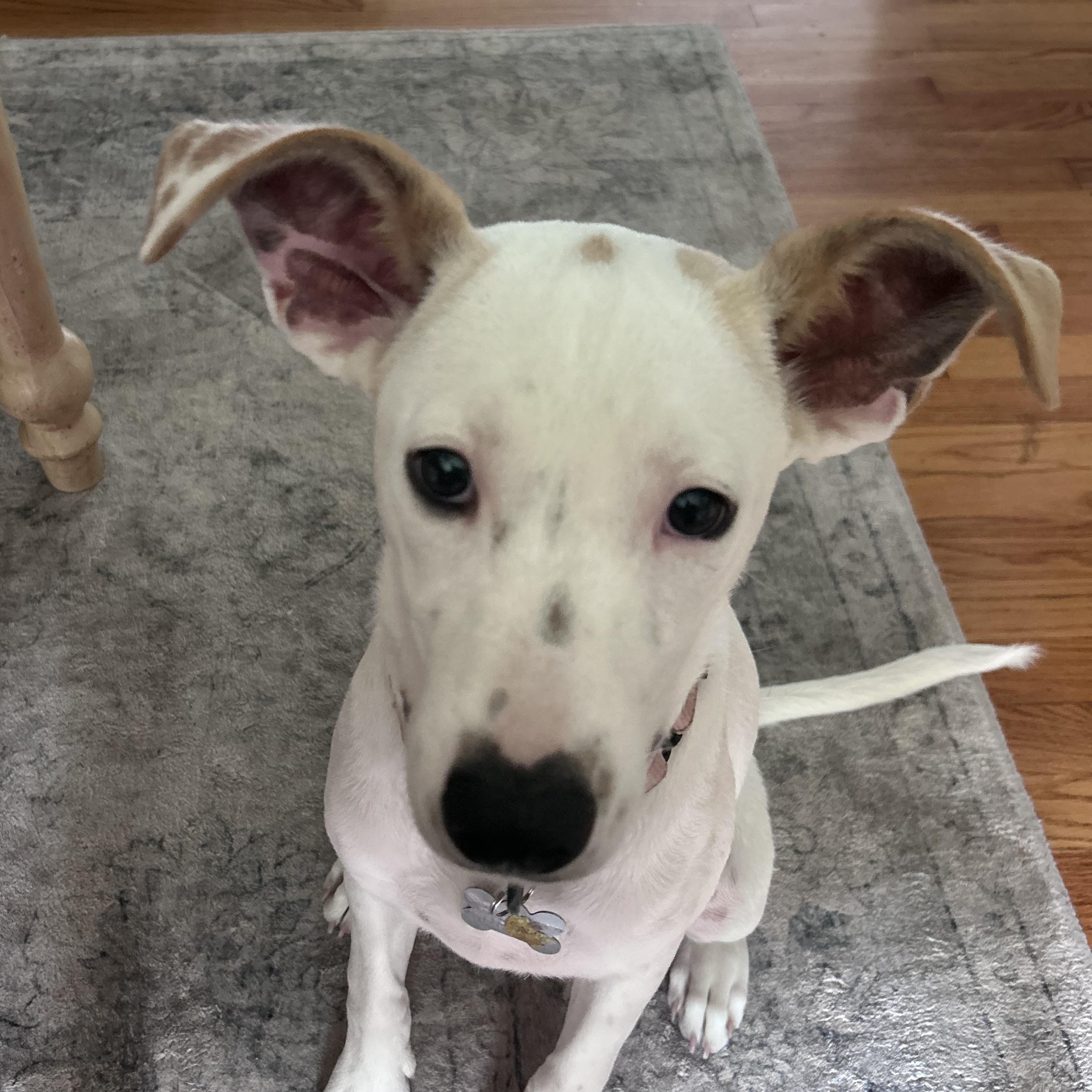 Enlarge Sasha, a Adoptable mixed breed in Albany, NY image 3/6