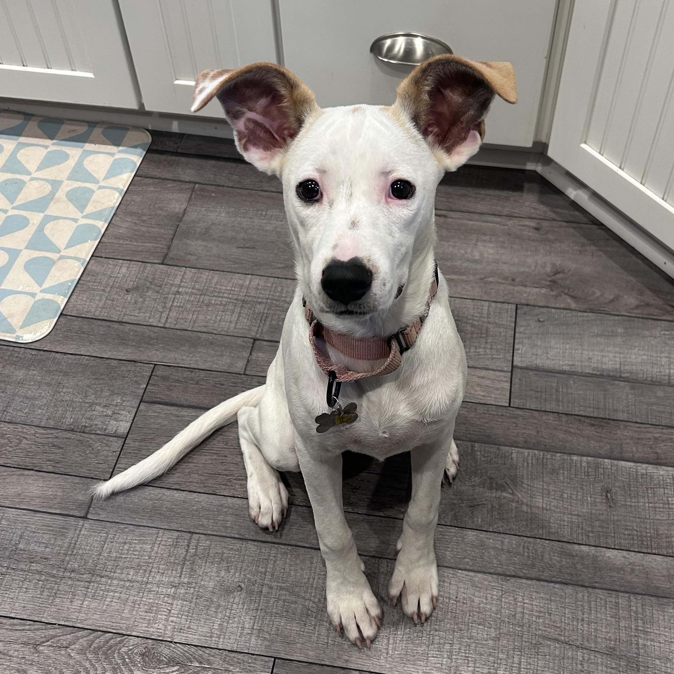 Enlarge Sasha, a Adoptable mixed breed in Albany, NY image 4/6