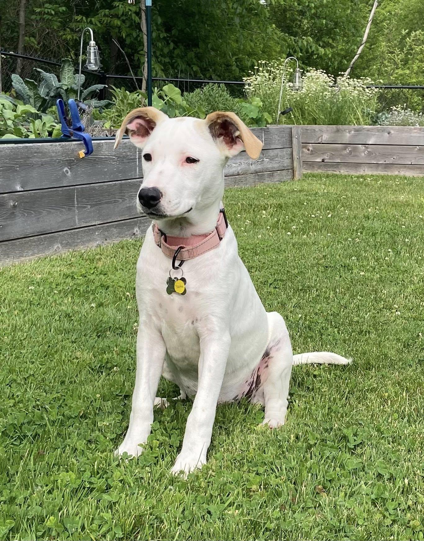 Enlarge Sasha, a Adoptable mixed breed in Albany, NY image 4/6
