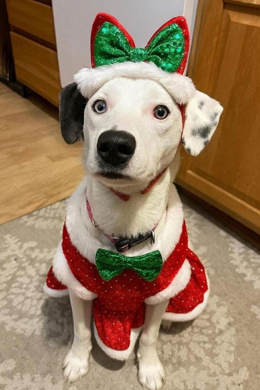 Stella Jane thumbnail 3