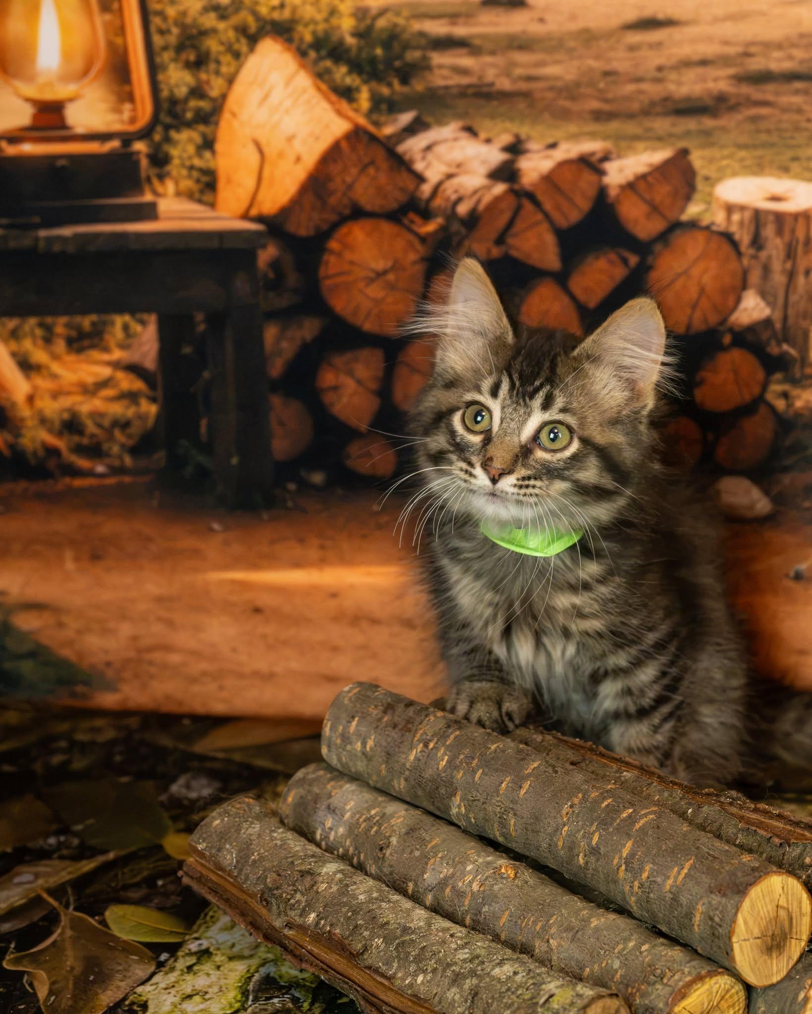Meowgli, an adopted Domestic Medium Hair in Lapeer, MI image 3/4