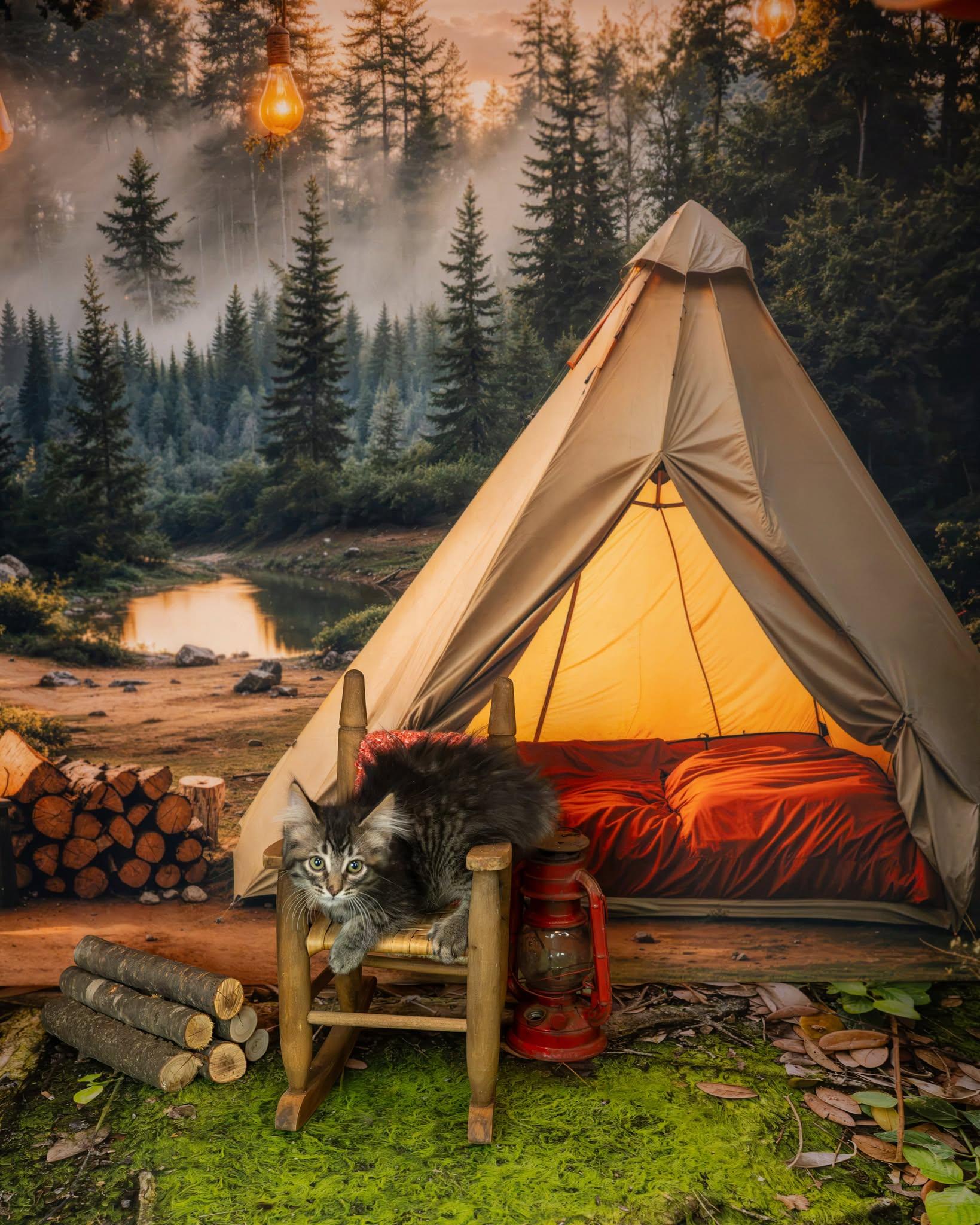 Meowgli, an adopted Domestic Medium Hair in Lapeer, MI image 4/4