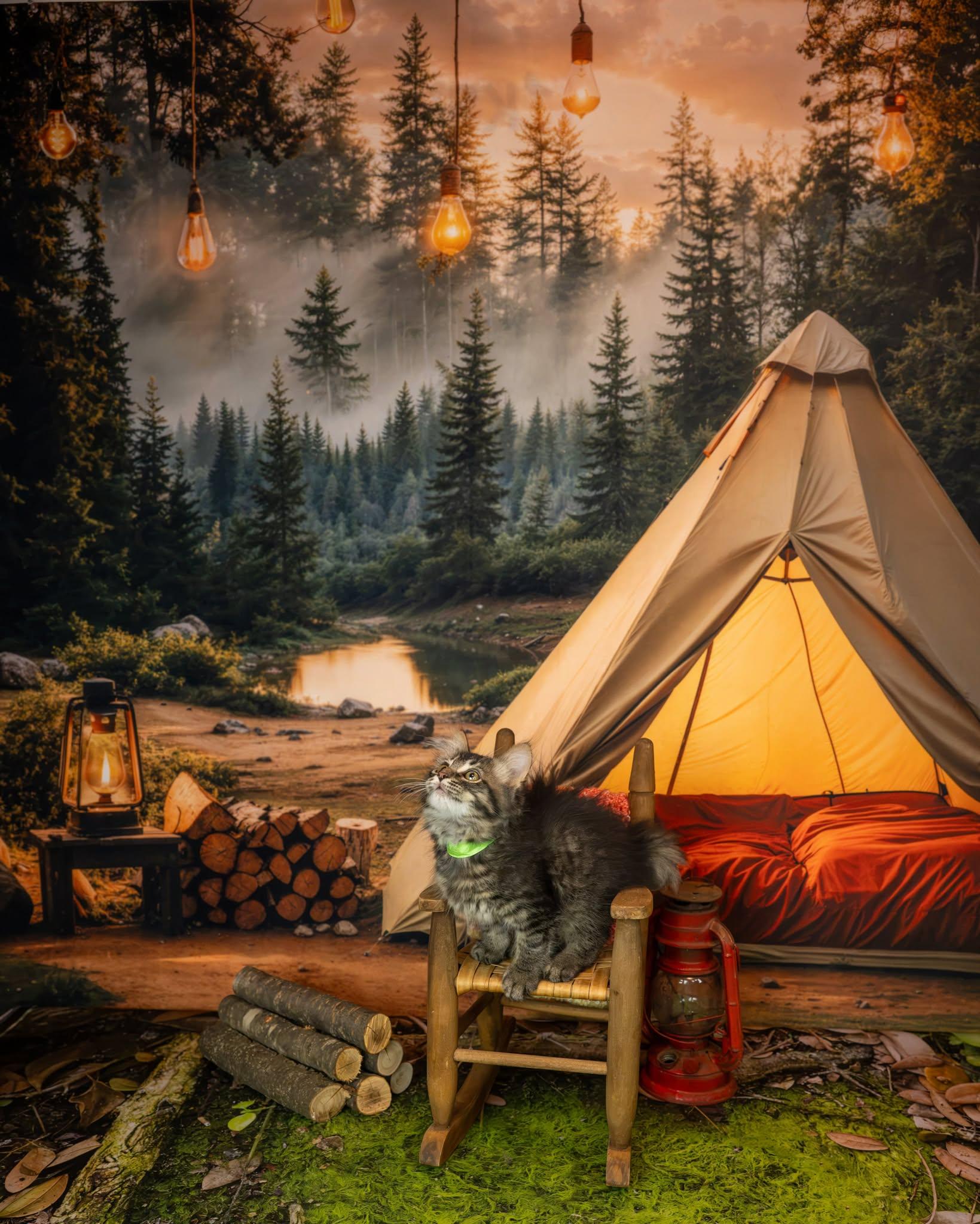 Meowgli, an adopted Domestic Medium Hair in Lapeer, MI image 2/4