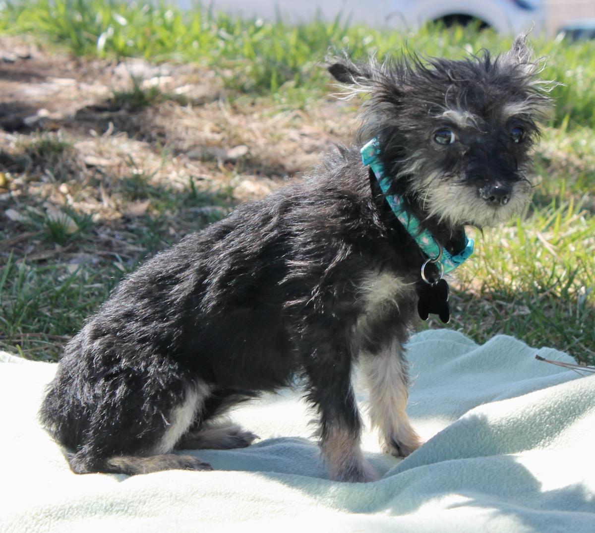 Enlarge Brooke, a ADOPTABLE mixed breed in Albuquerque, NM image 1/4
