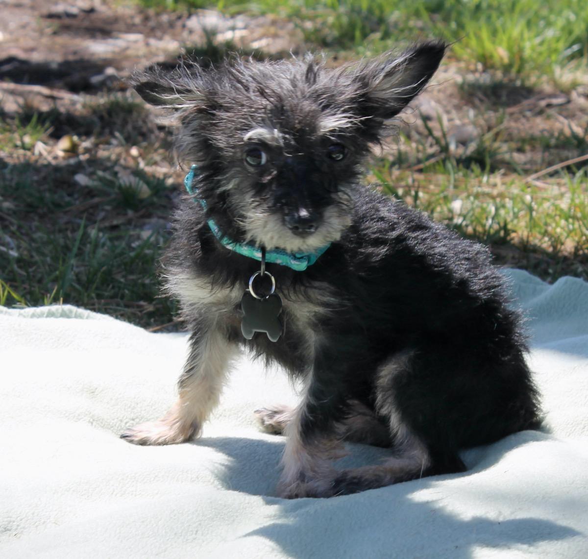 Enlarge Brooke, a ADOPTABLE mixed breed in Albuquerque, NM image 3/4