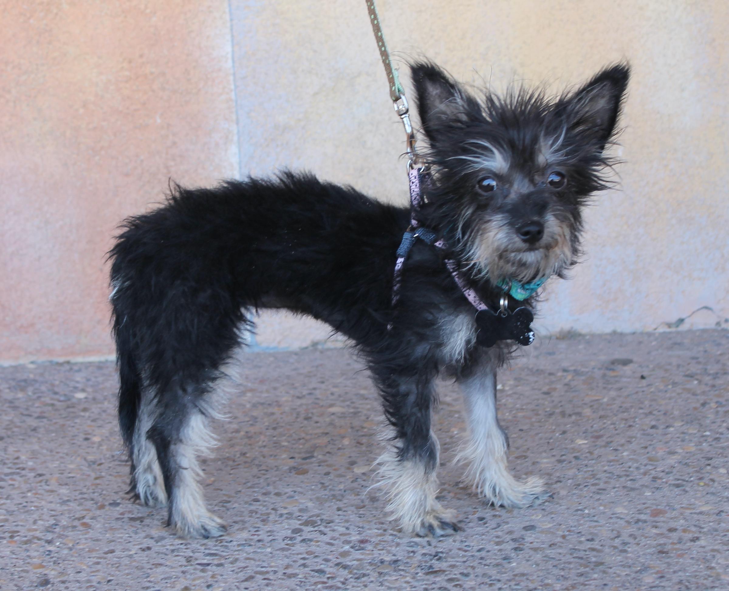 Brooke, a ADOPTABLE mixed breed in Albuquerque, NM image 4/4