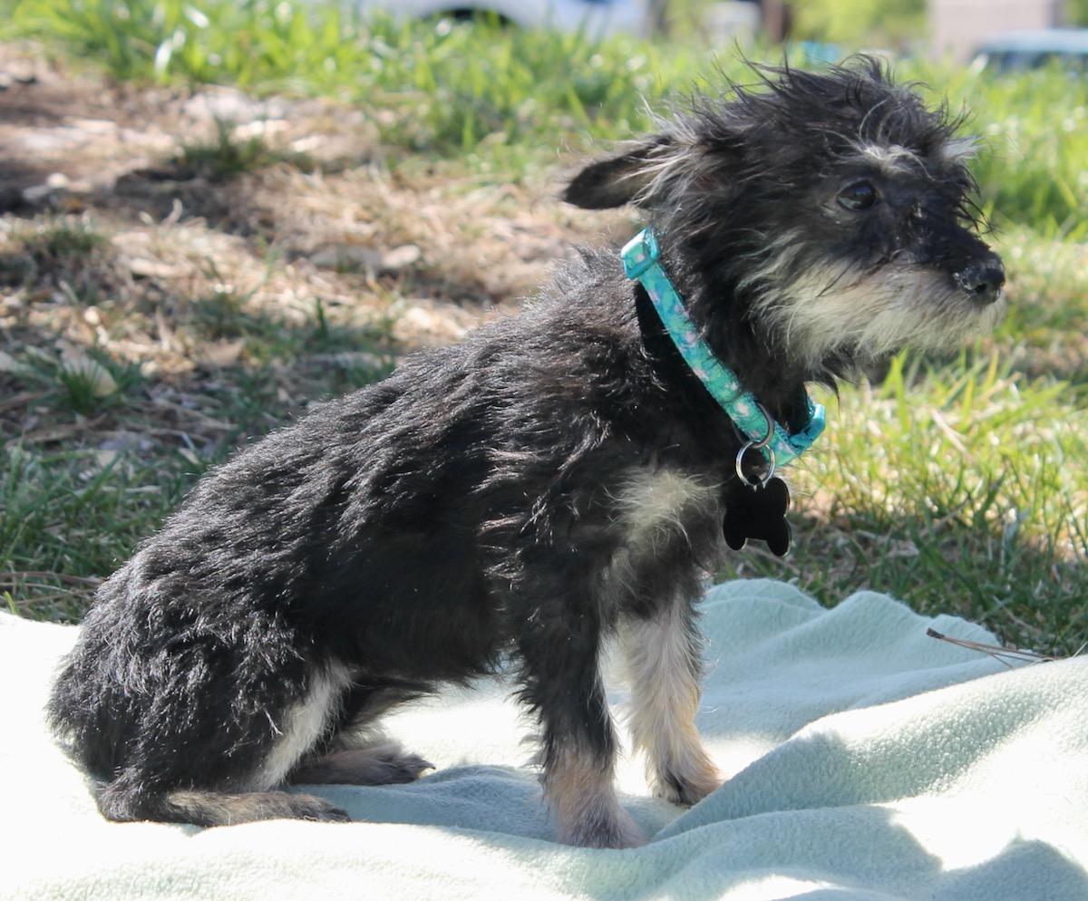 Enlarge Brooke, a ADOPTABLE mixed breed in Albuquerque, NM image 2/4
