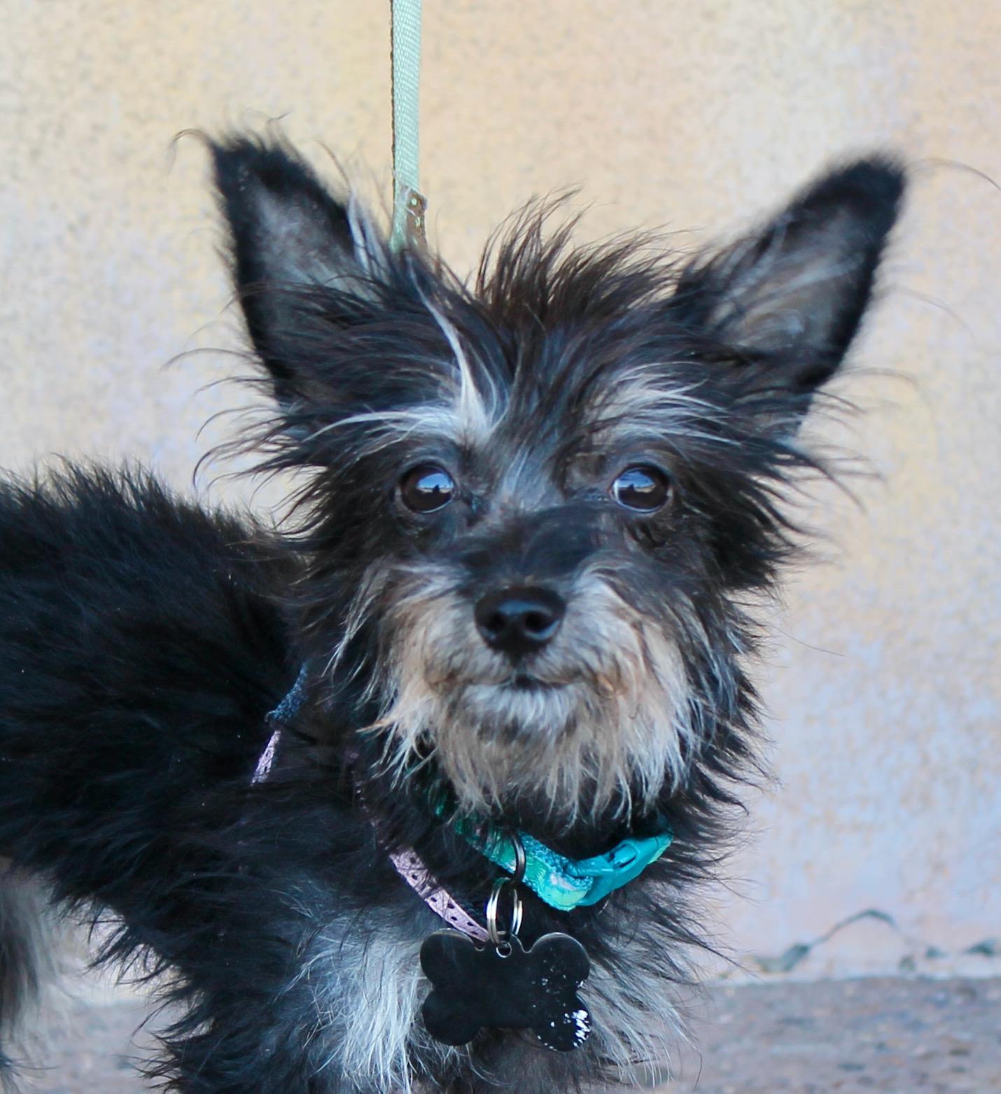 Brooke, a ADOPTABLE mixed breed in Albuquerque, NM image 1/4