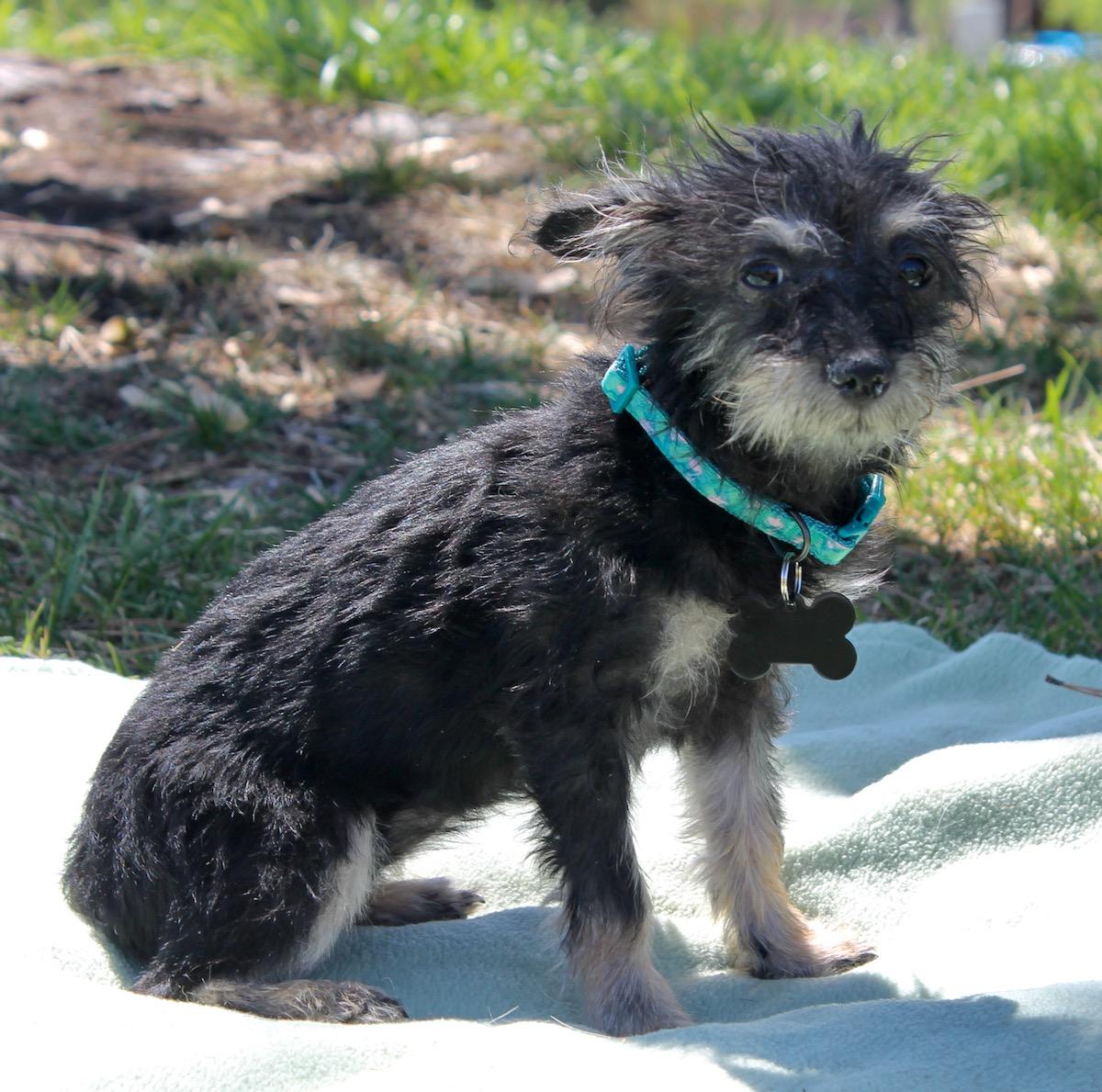 Enlarge Brooke, a ADOPTABLE mixed breed in Albuquerque, NM image 4/4