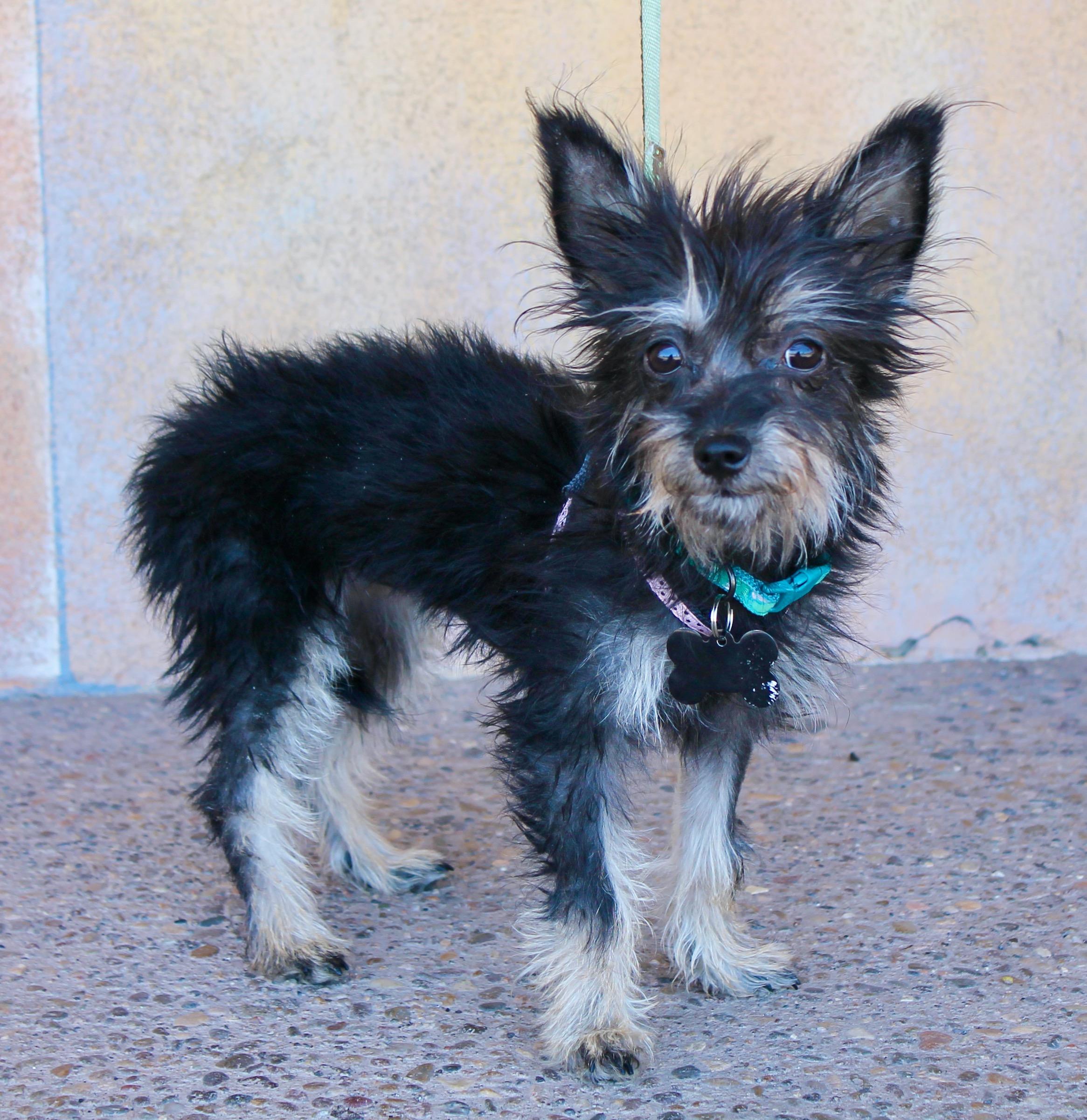 Brooke, a ADOPTABLE mixed breed in Albuquerque, NM image 2/4