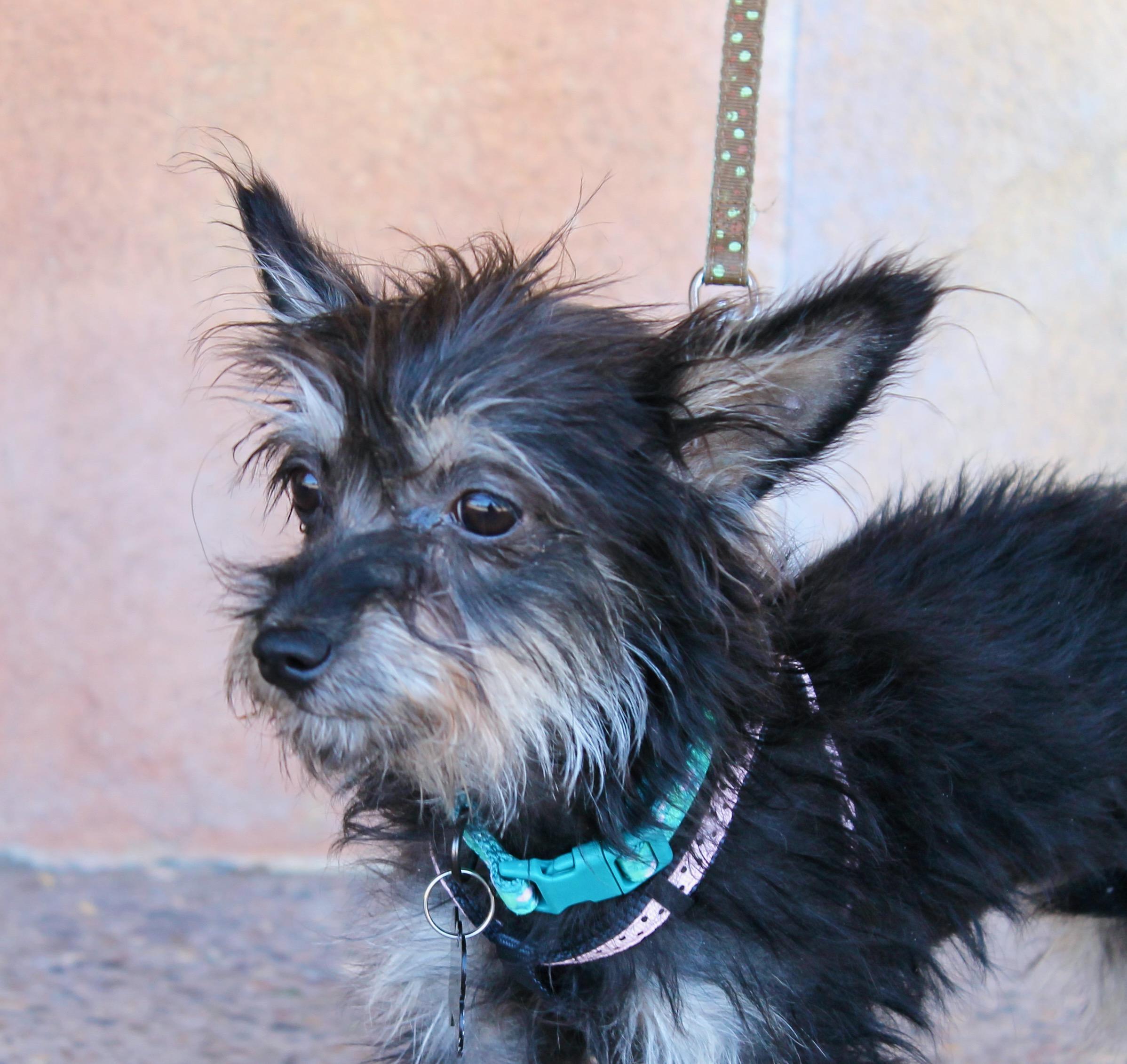 Brooke, a ADOPTABLE mixed breed in Albuquerque, NM image 3/4