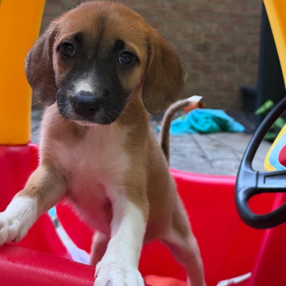Margarita, Baby Female unknown